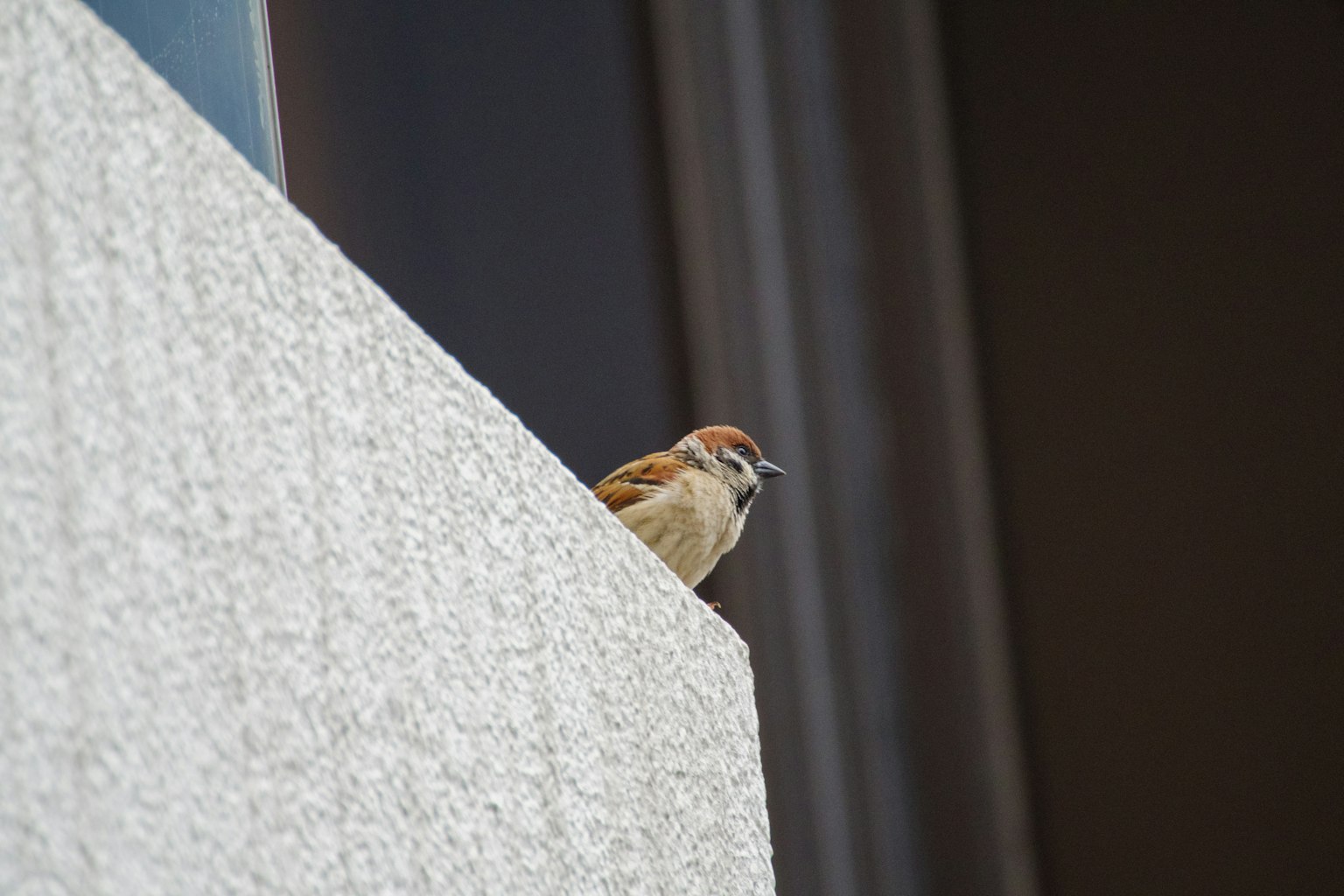 Un piccolo uccello appollaiato sul bordo di un muro