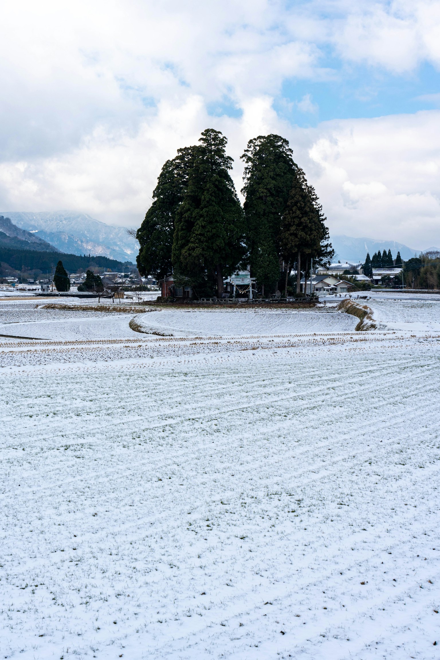 Two large trees standing in a snowy landscape under a blue sky