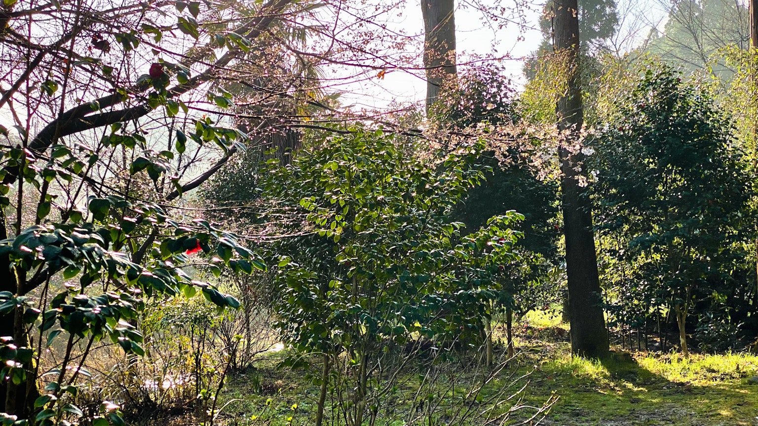 Pemandangan taman yang subur dengan pohon sakura