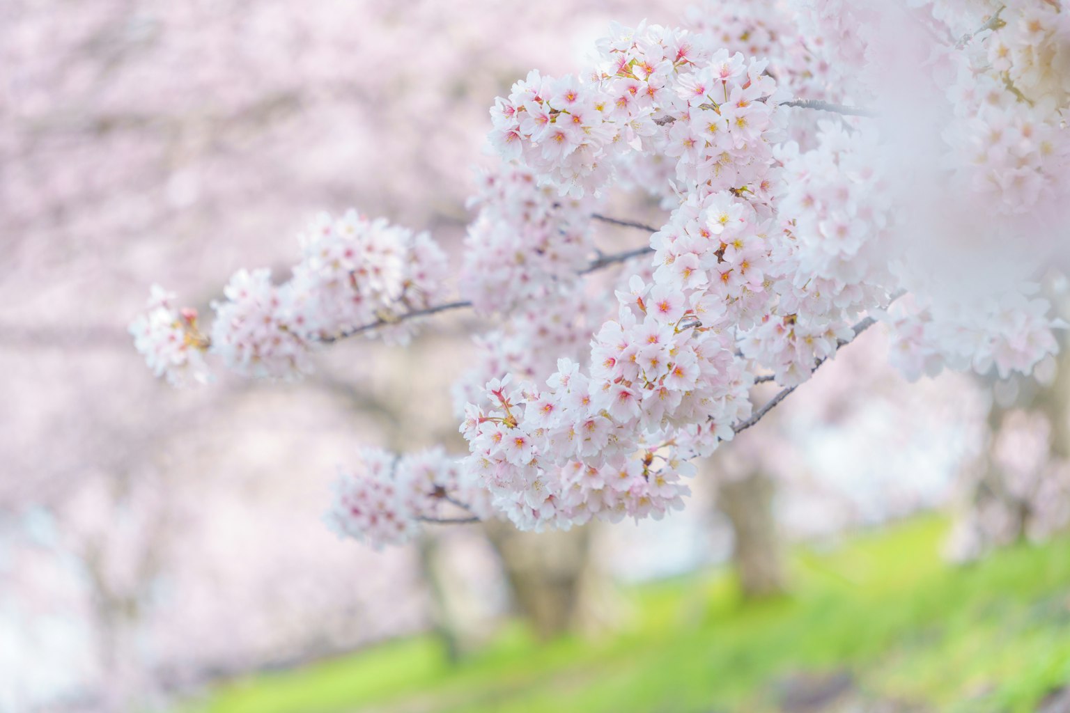 Gros plan sur des branches de cerisier en fleurs avec des fleurs roses sur un arrière-plan flou de gazon vert