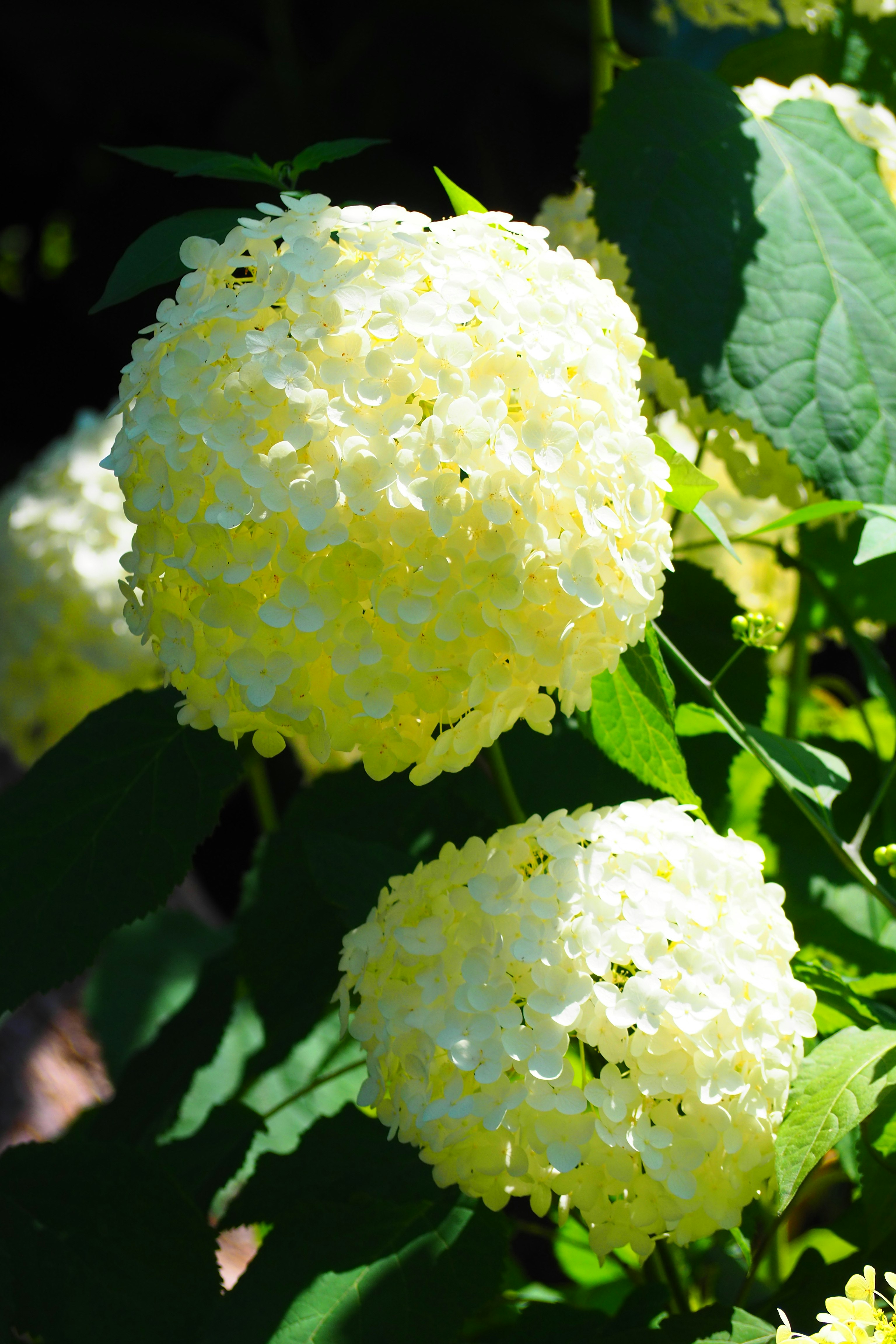 白いアジサイの花と葉のクローズアップ