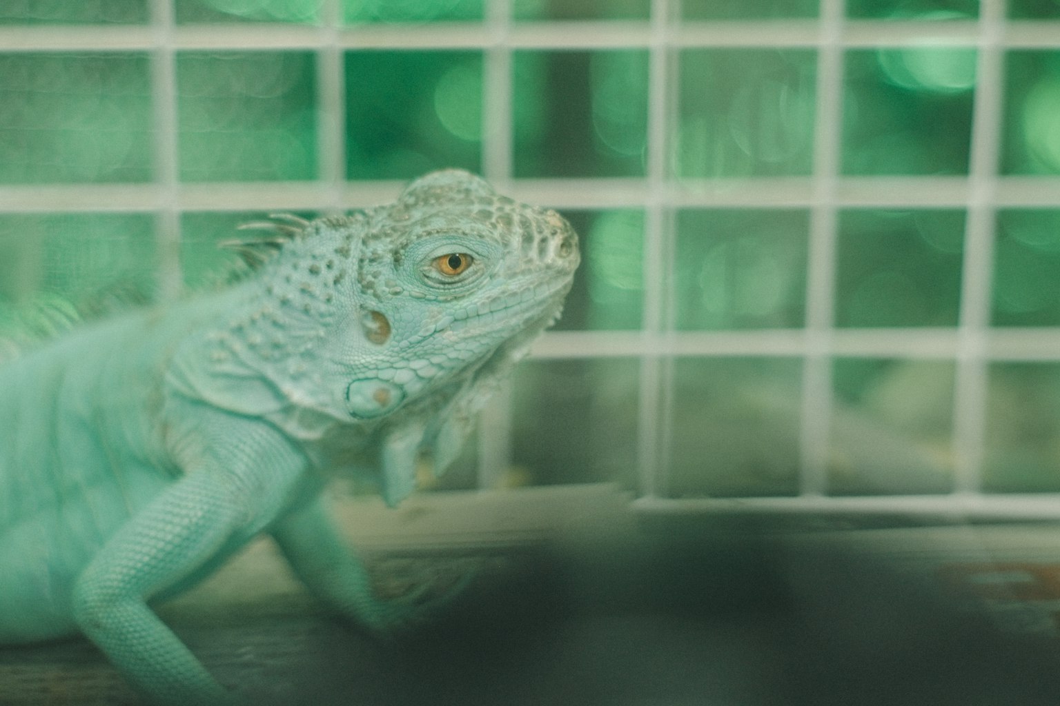 Blaues Iguana, das seitlich in einem Käfig schaut