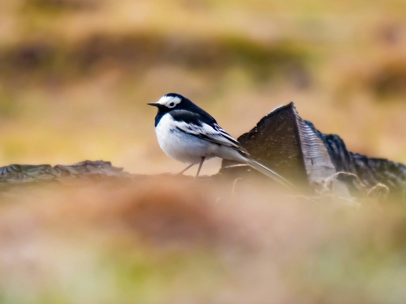 Un pájaro blanco y negro de pie cerca de un tronco