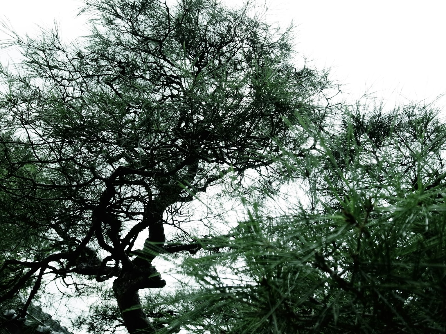 Silueta de un árbol con ramas delgadas contra un cielo nublado