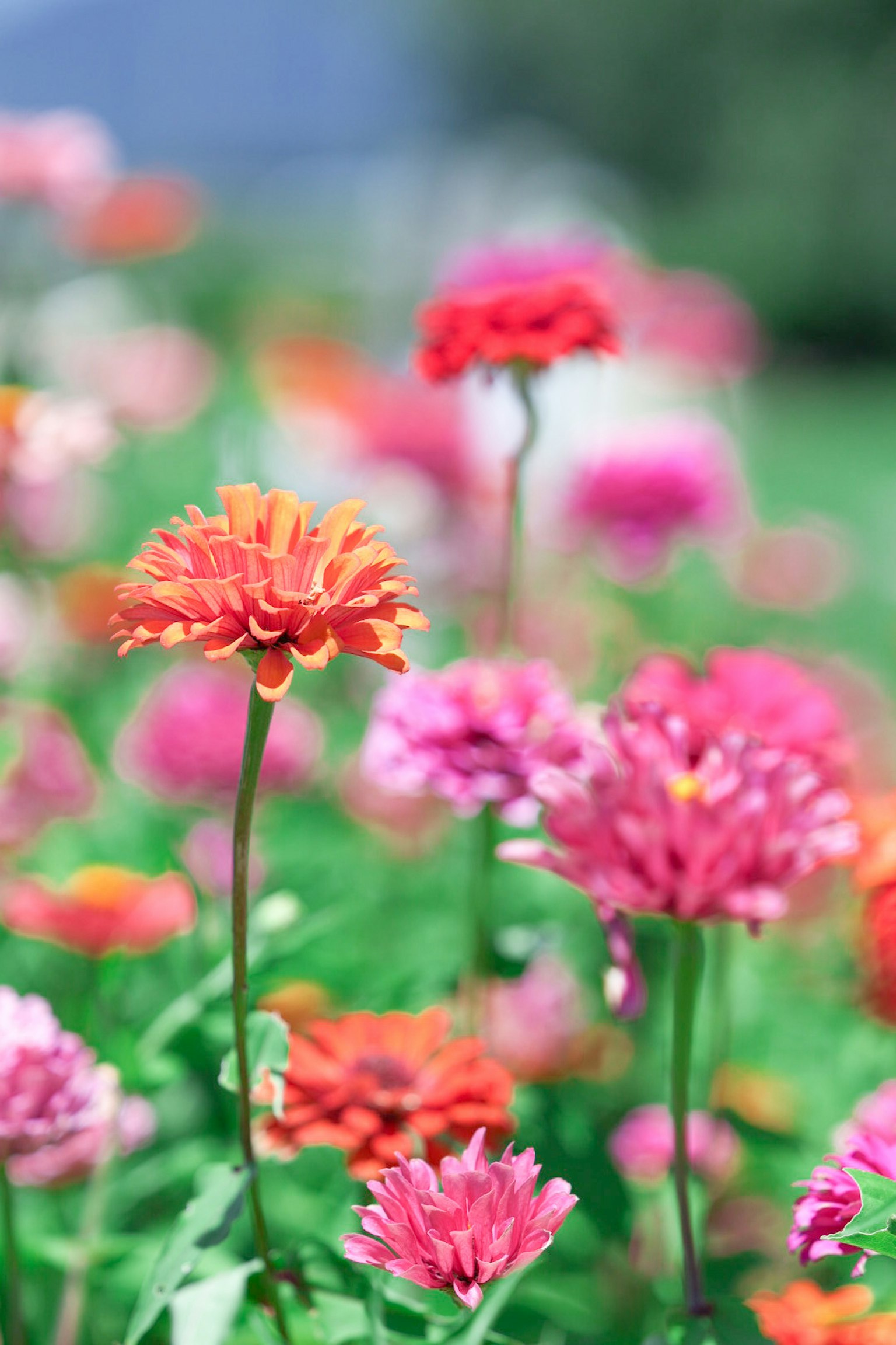 Fiori colorati in un giardino con un fiore arancione prominente al centro