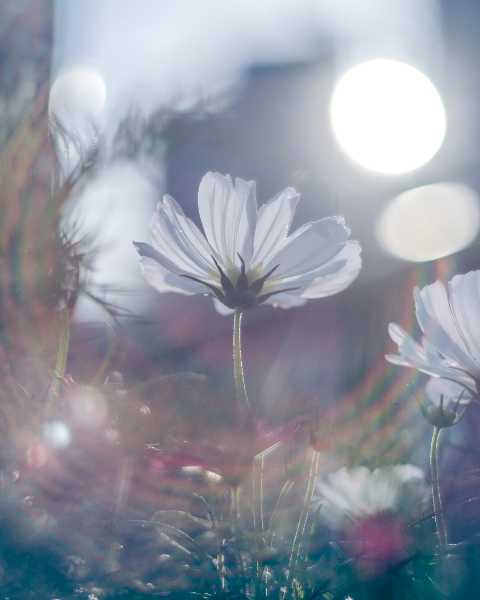 Flores blancas iluminadas suavemente con un fondo borroso