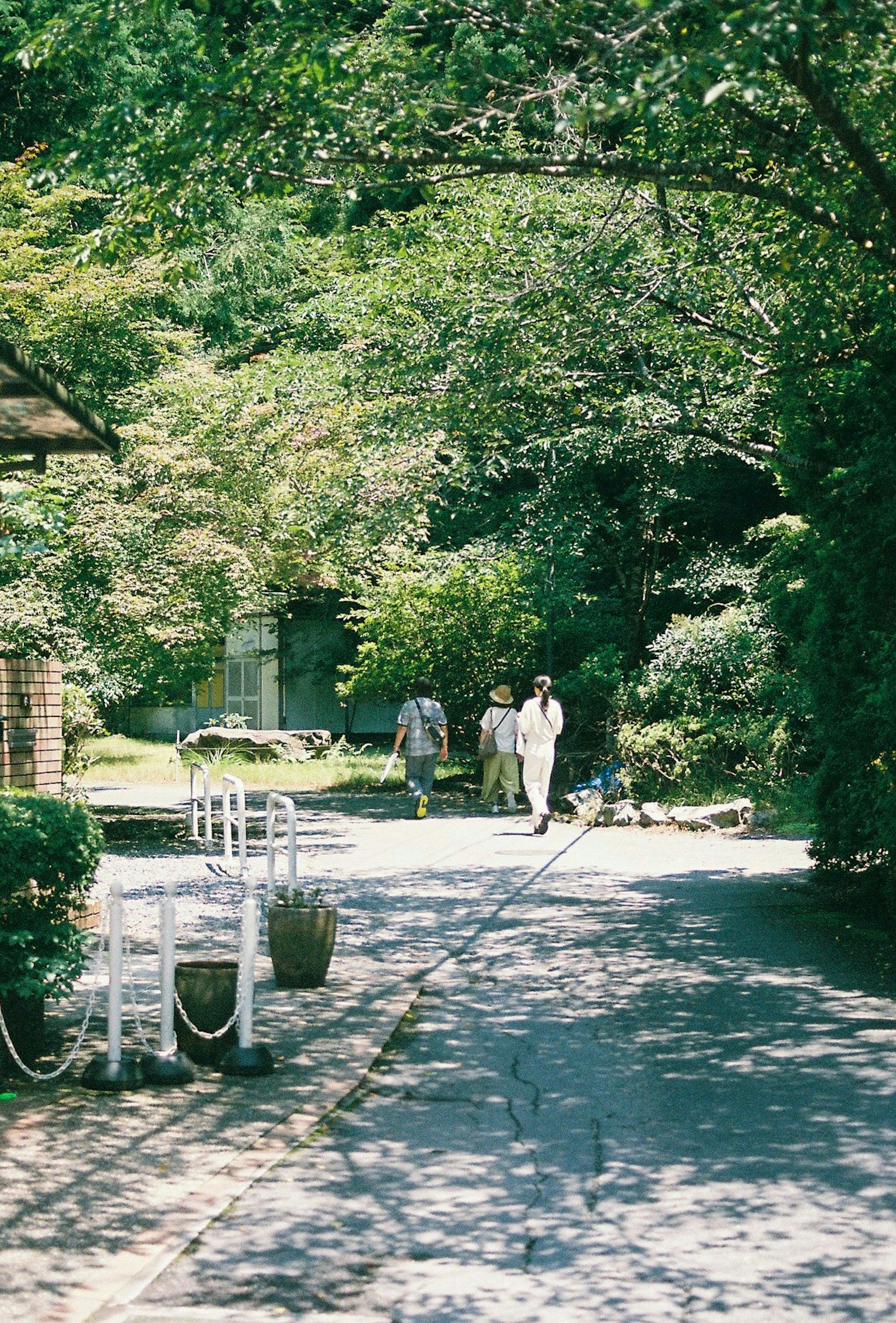 A serene pathway surrounded by lush greenery with people walking