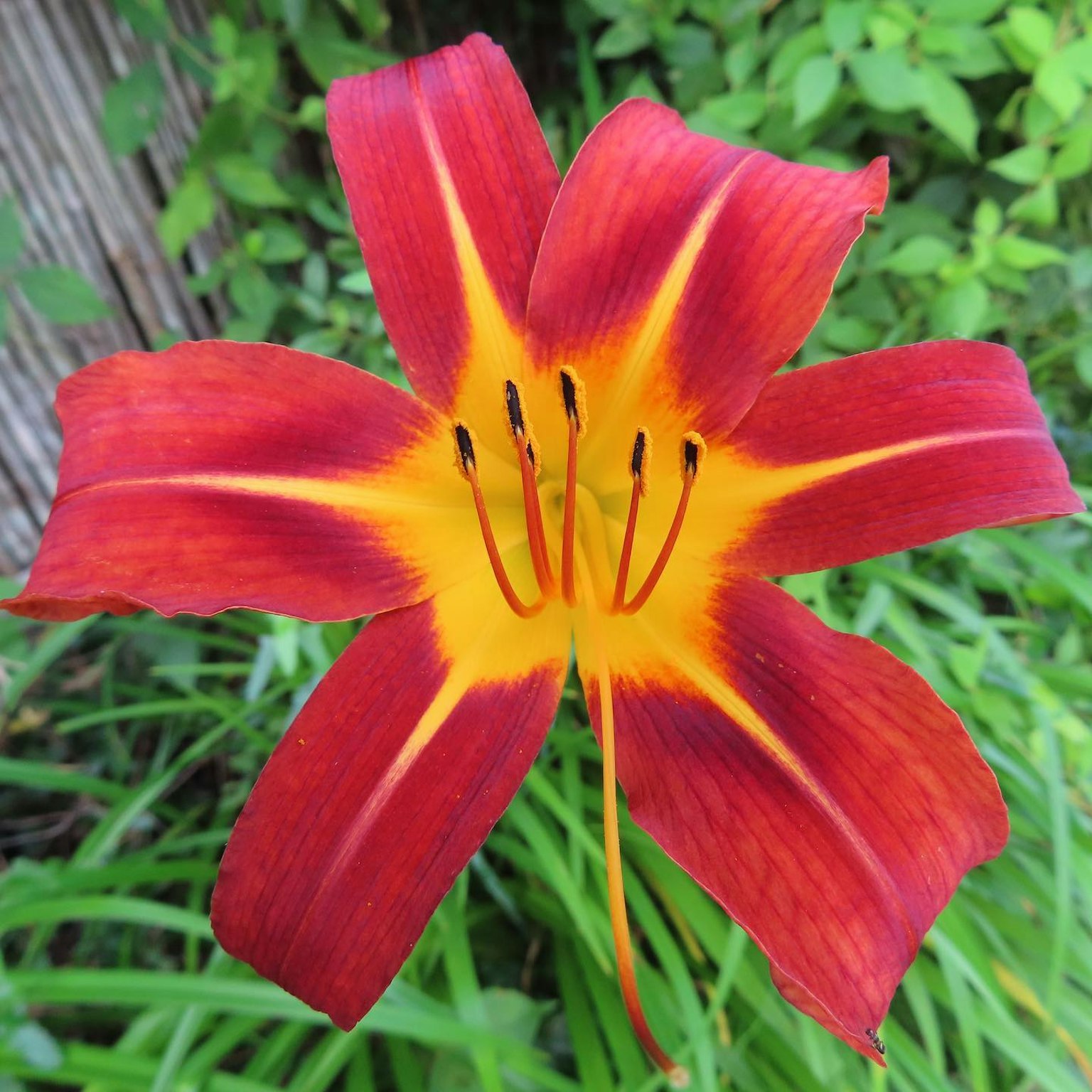 Một bông hoa tulip đỏ và vàng rực rỡ nở trên nền xanh