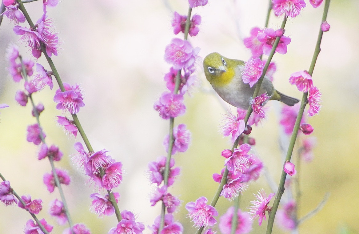桃色の花に囲まれた小鳥のアップ