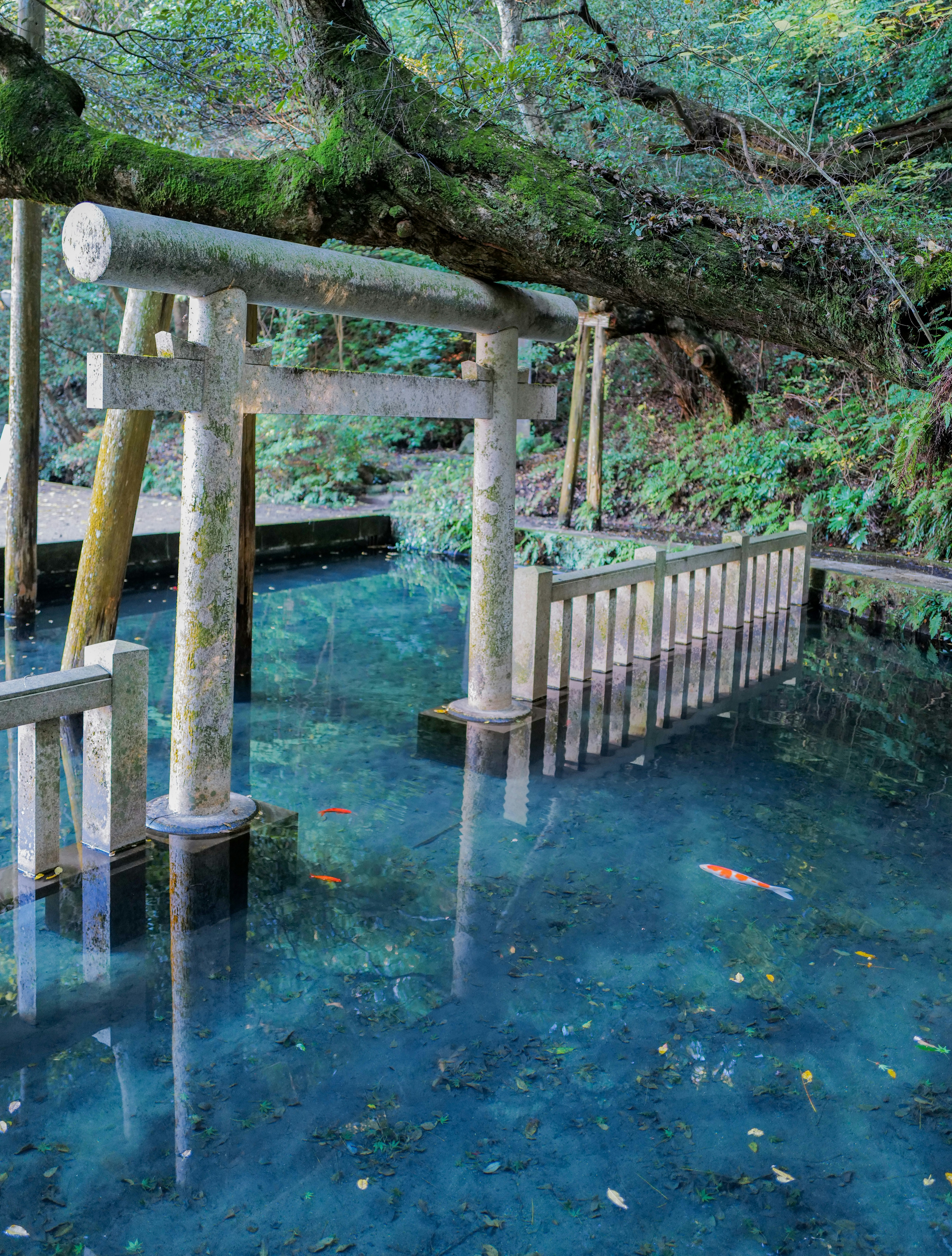 青い水に浮かぶ鳥居と木製の柵がある静かな風景