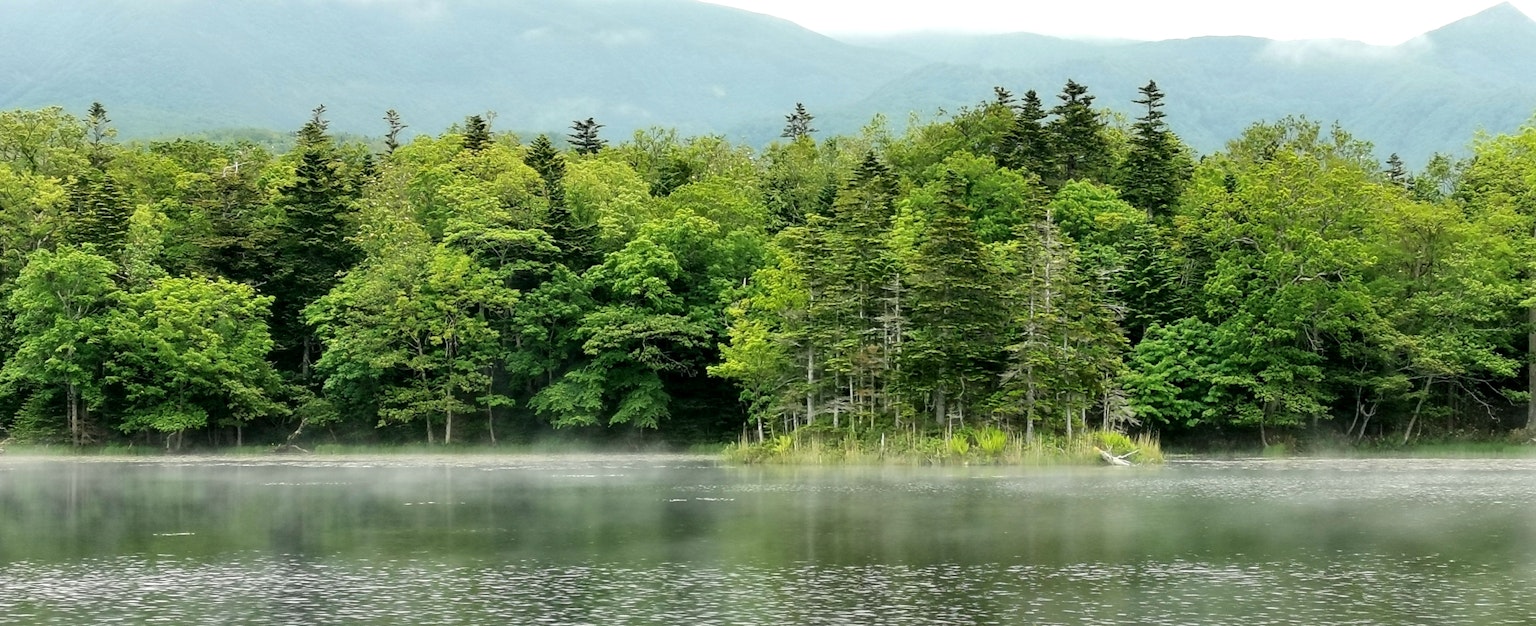 宁静的湖泊和郁郁葱葱的树木背景