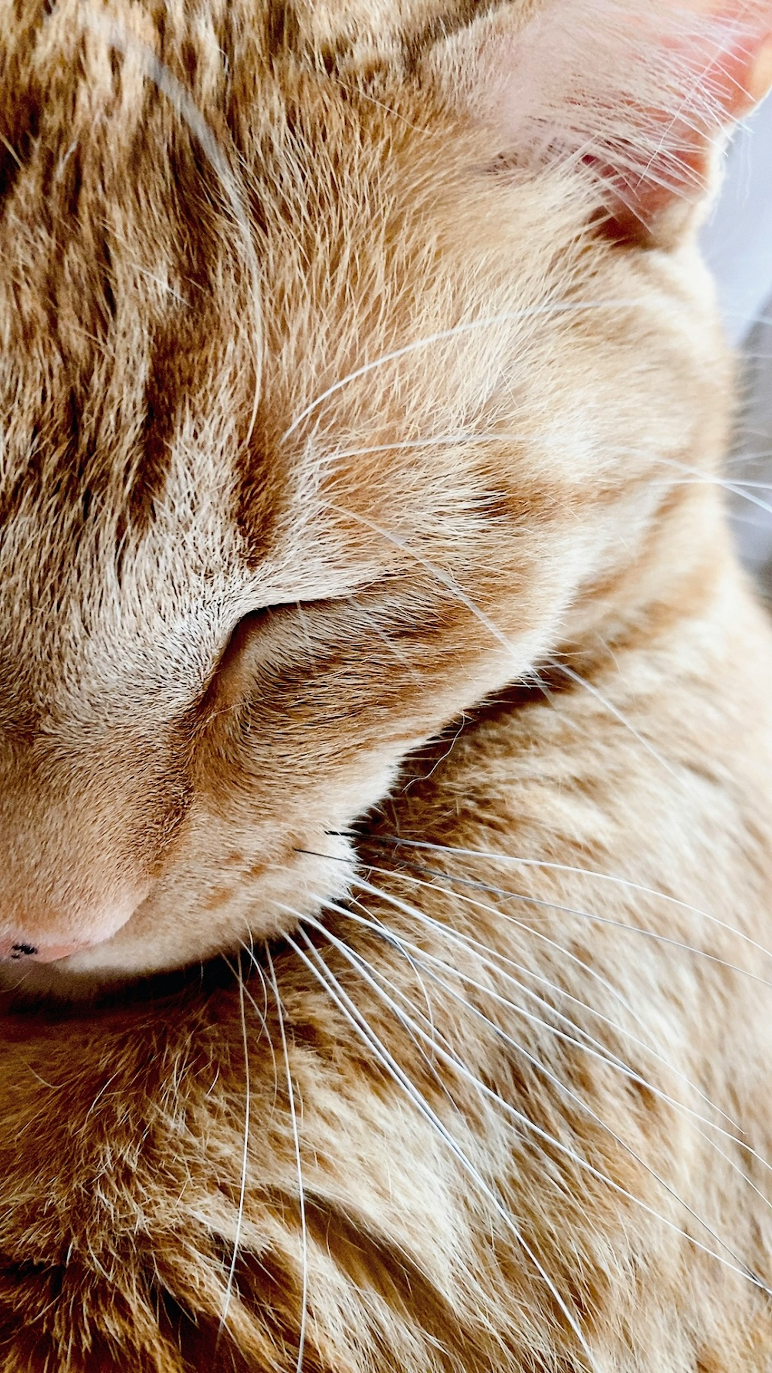 Gros plan d'un chat orange endormi avec les yeux fermés