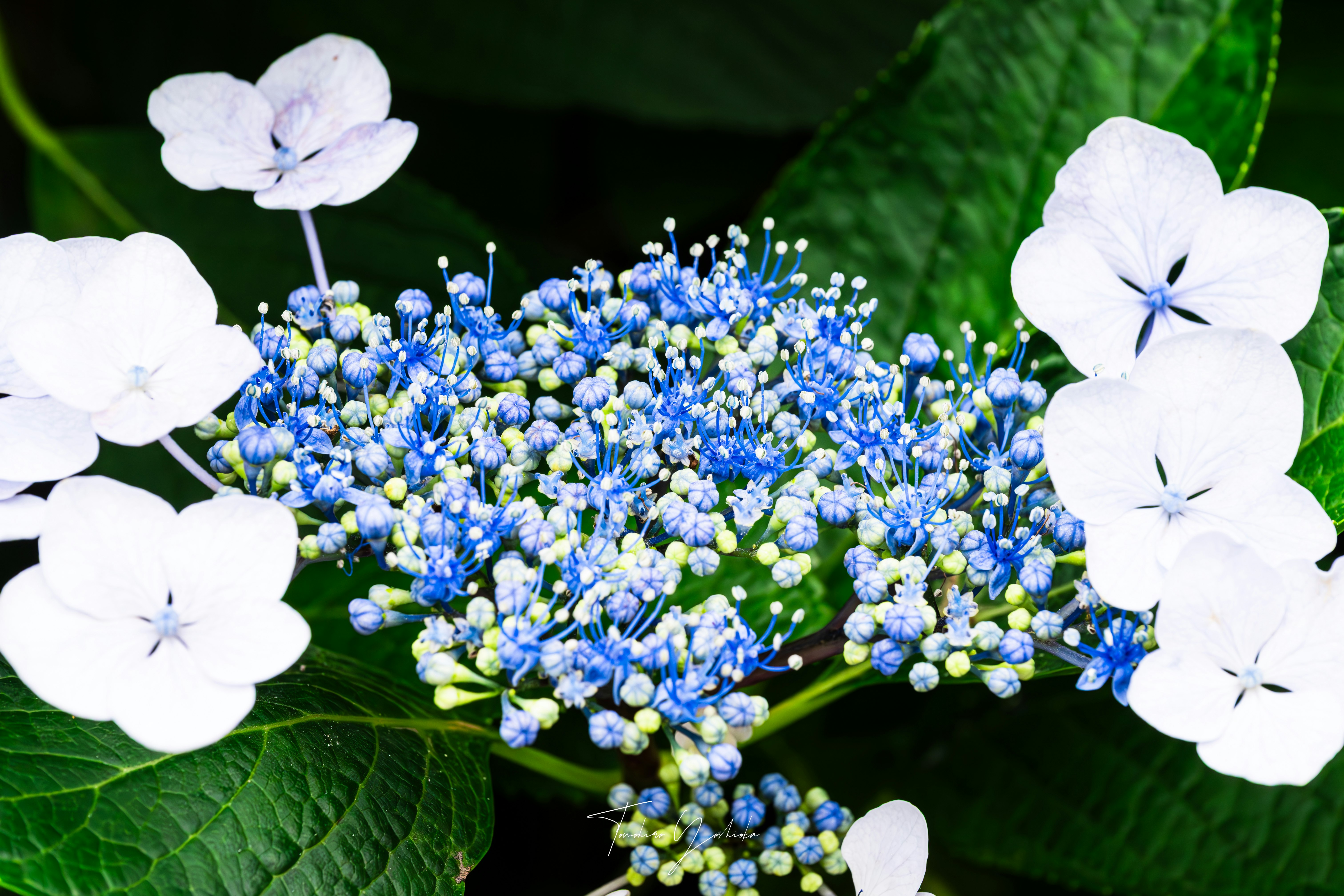 アジサイの花と青い花房のクローズアップ