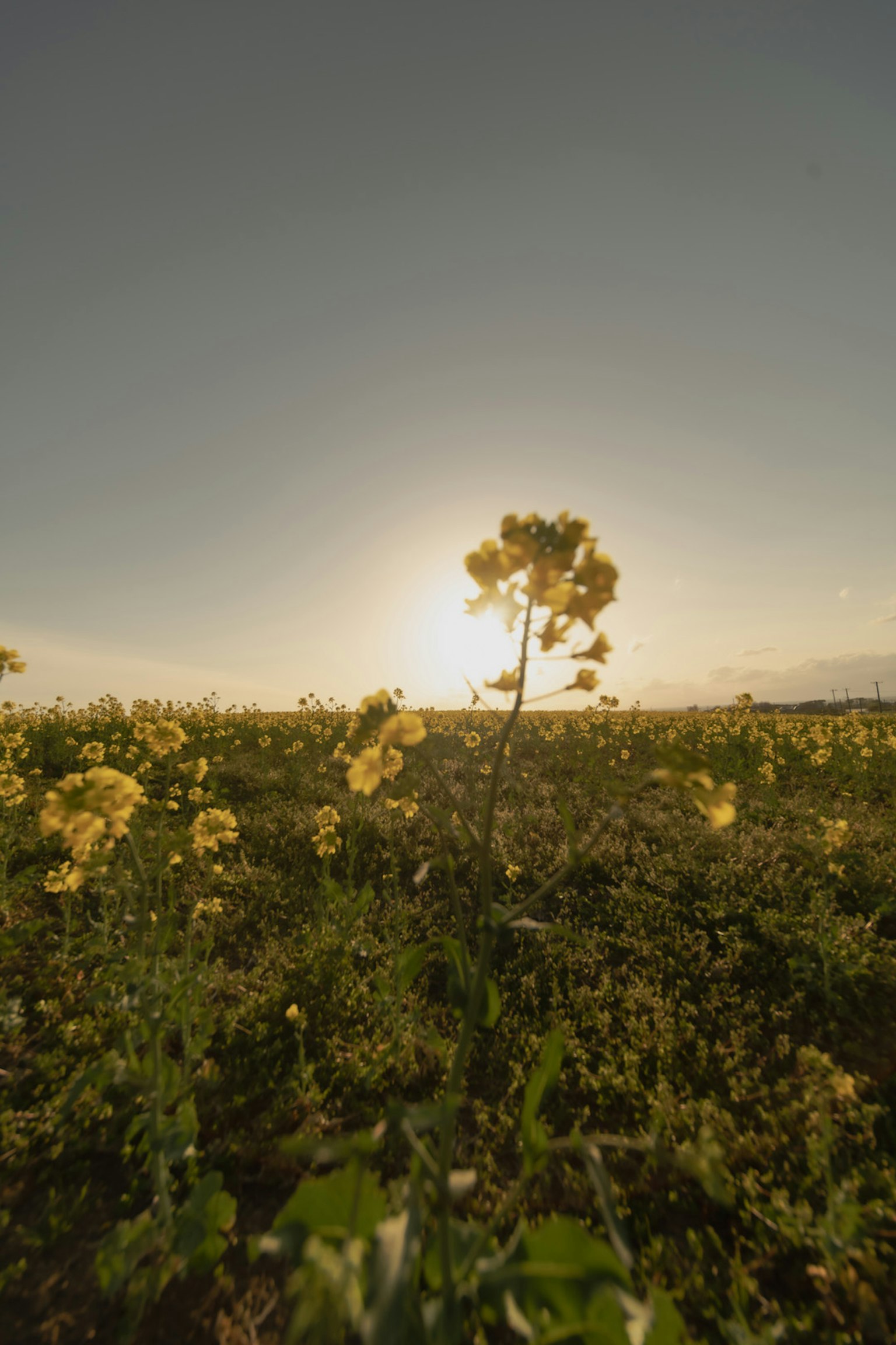 Campo de flores amarillas con un atardecer