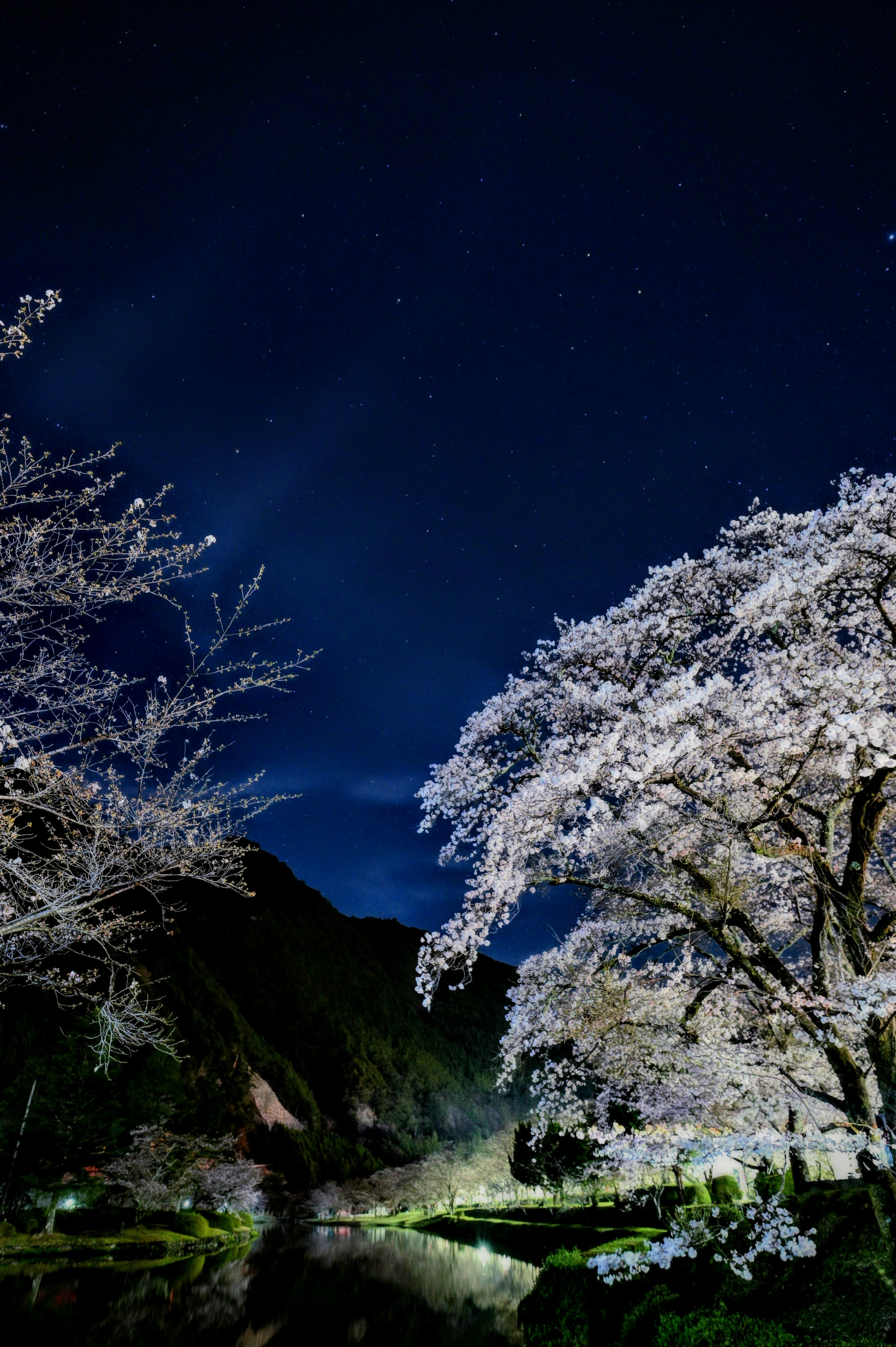 夜桜 夜空と星の写真 | ロイヤリティフリー & 高解像度画像を無料