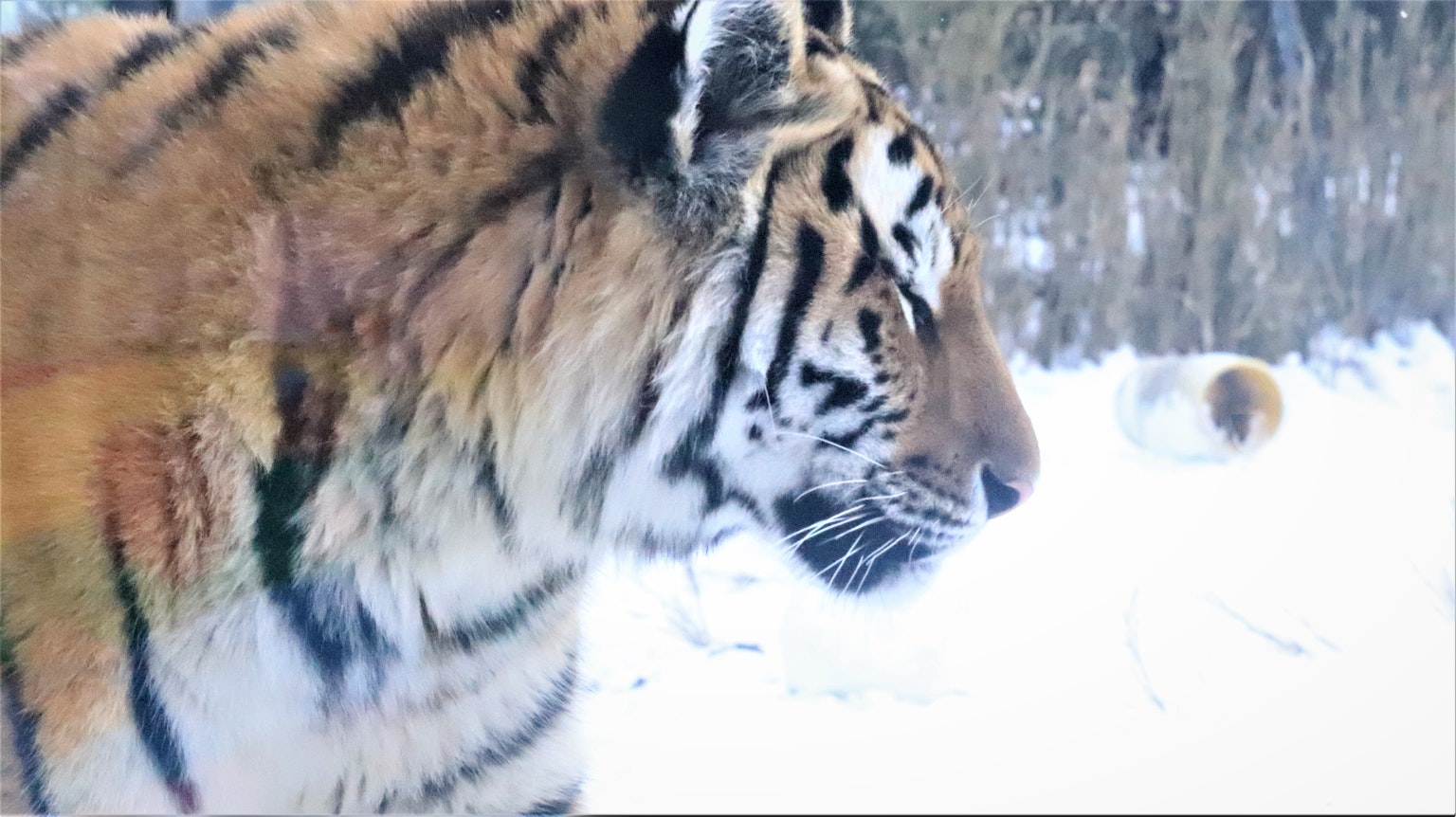 Close-up of a tiger in profile standing in the snow