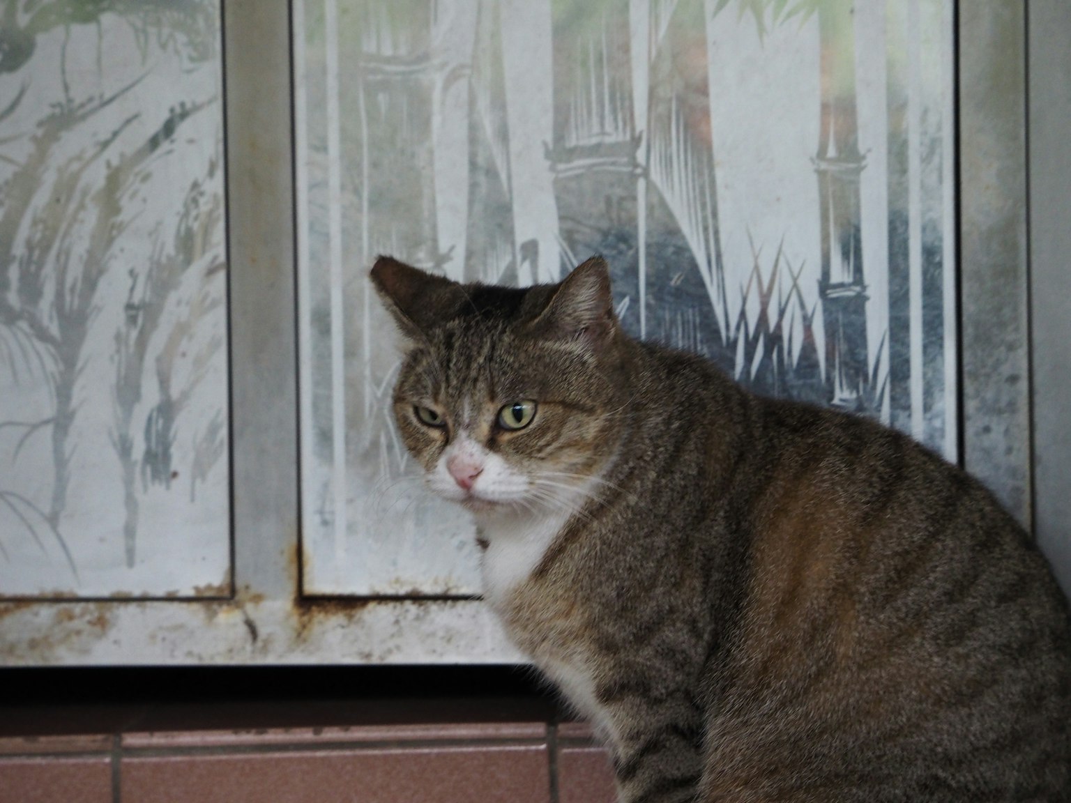 Braun gestreifter Kater sitzt vor einem Fenster