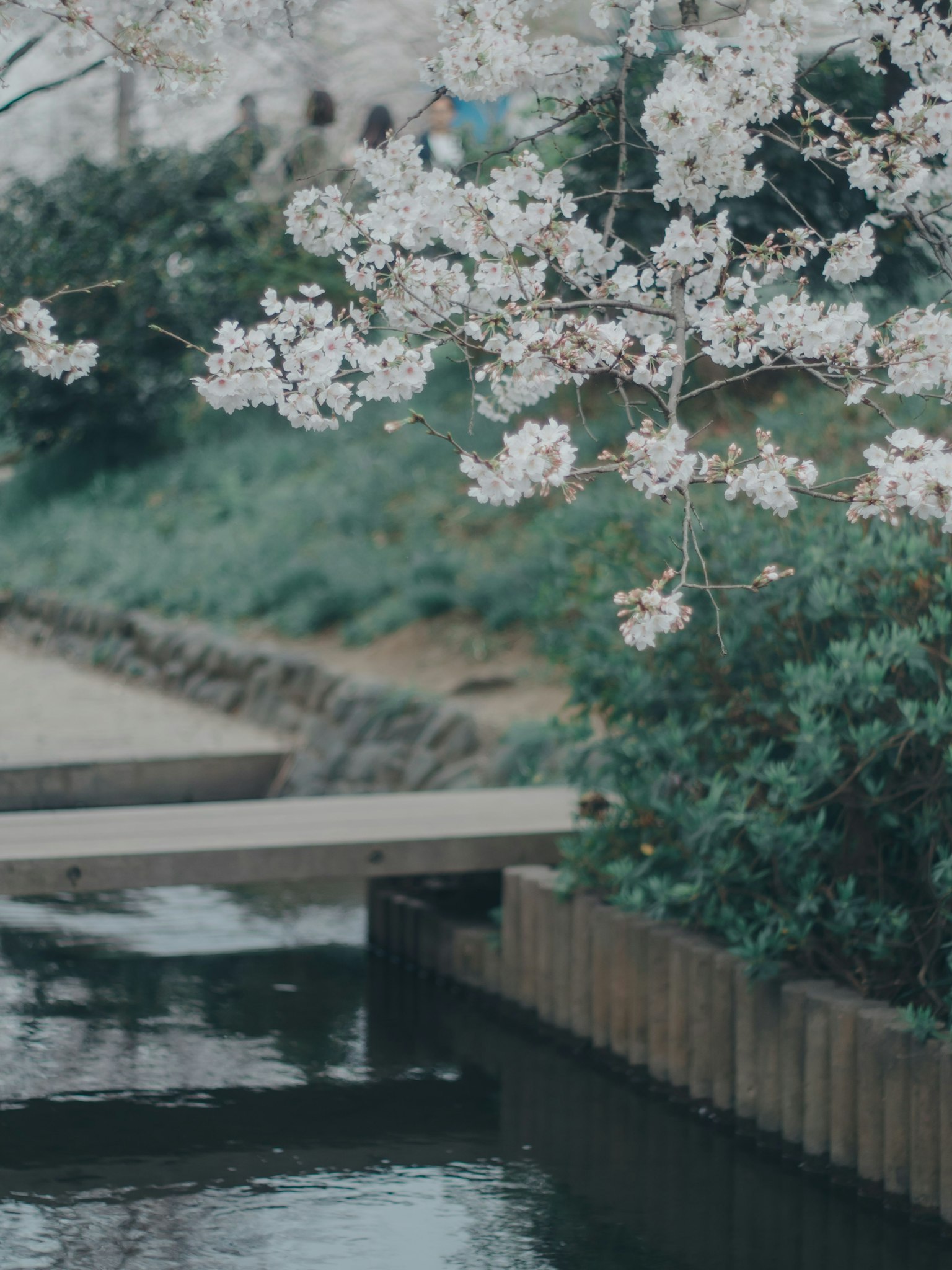 Flores de cerezo en flor cerca de un canal tranquilo
