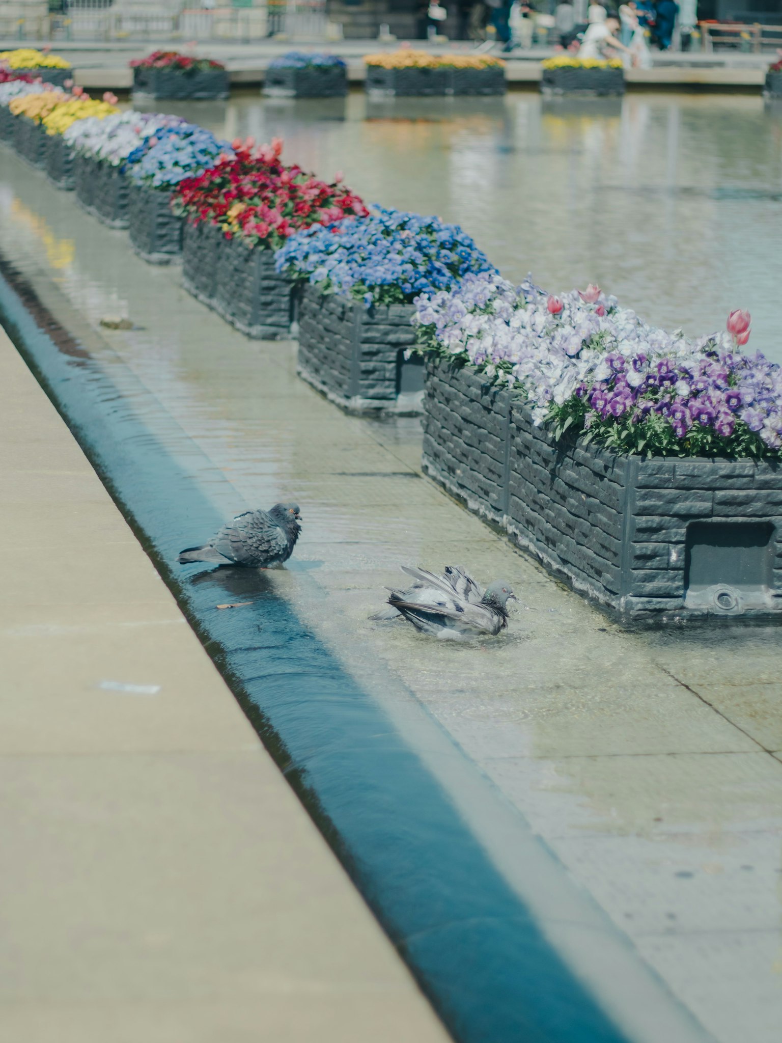 นกพิราบใกล้แหล่งน้ำที่มีดอกไม้