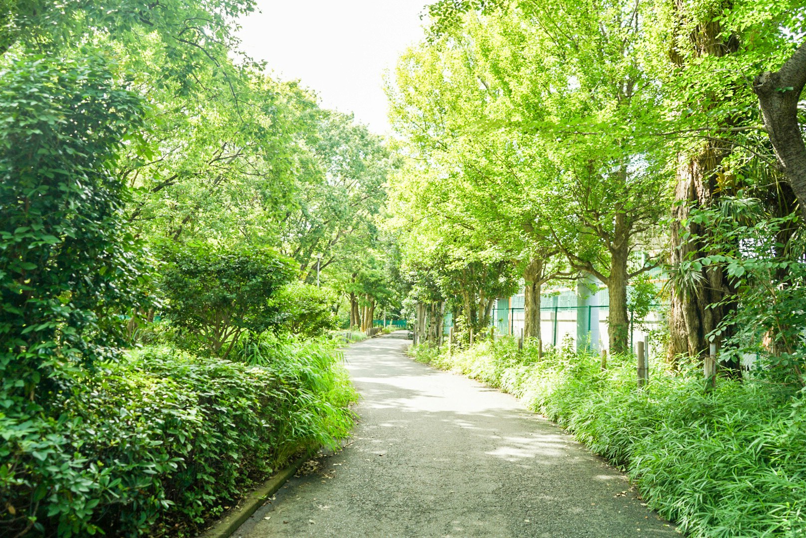 緑の並木道に続く小径の風景