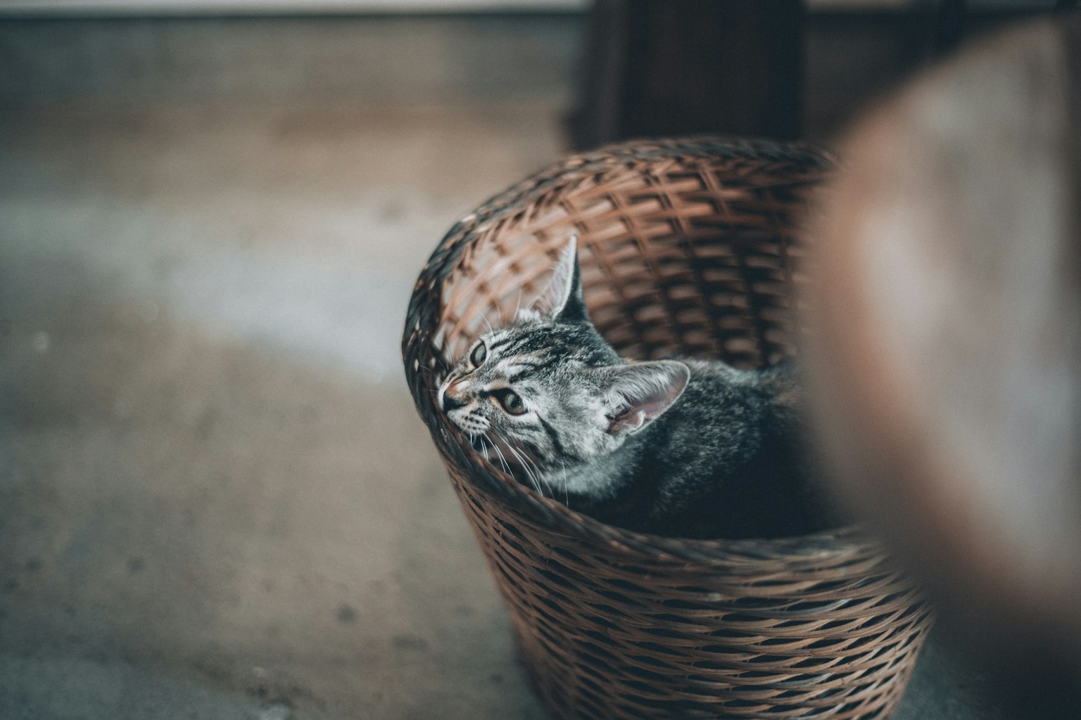 Profil kucing yang mengintip dari keranjang anyaman dengan pencahayaan lembut