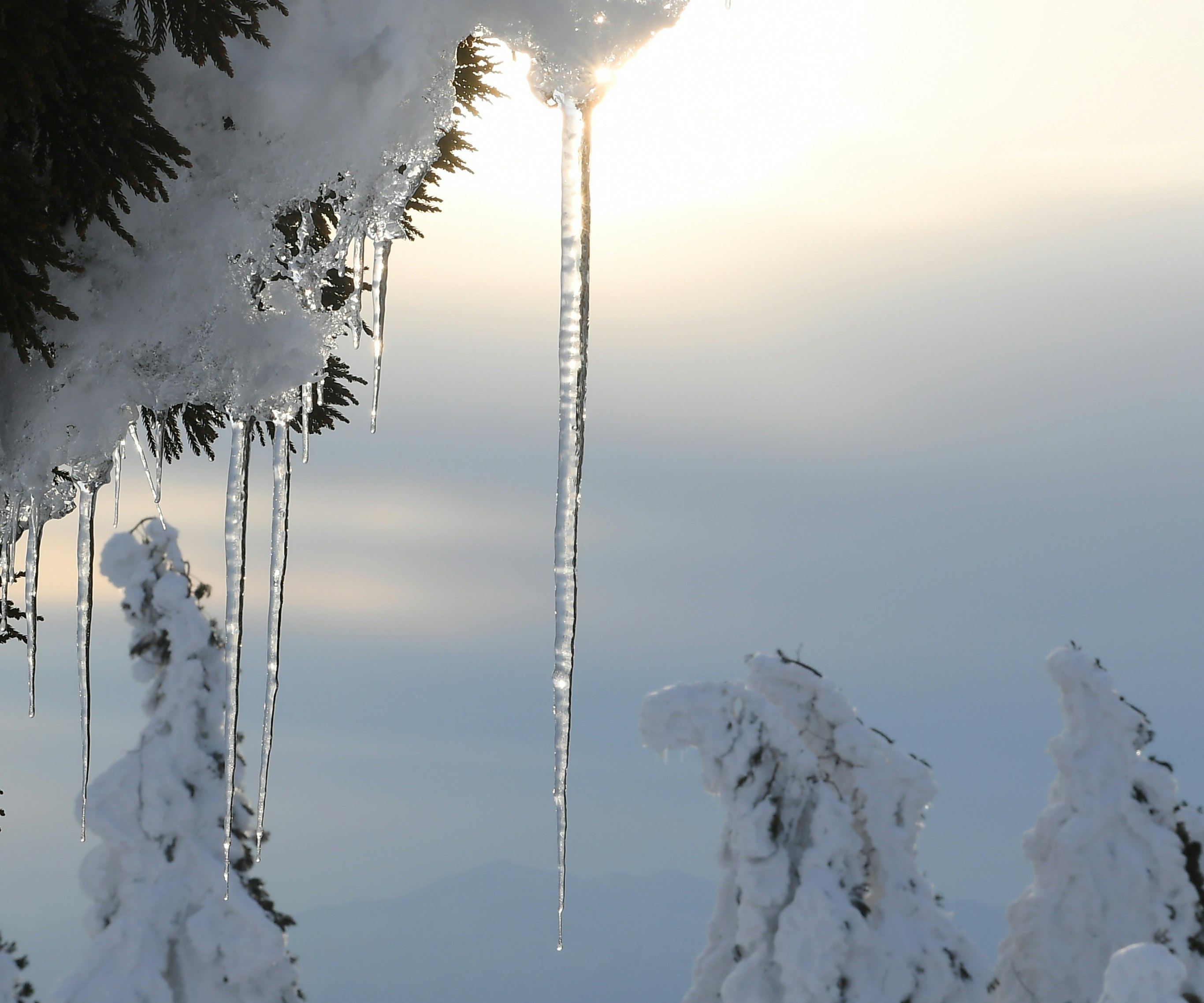 雪枝上的冰柱與霧霭天空