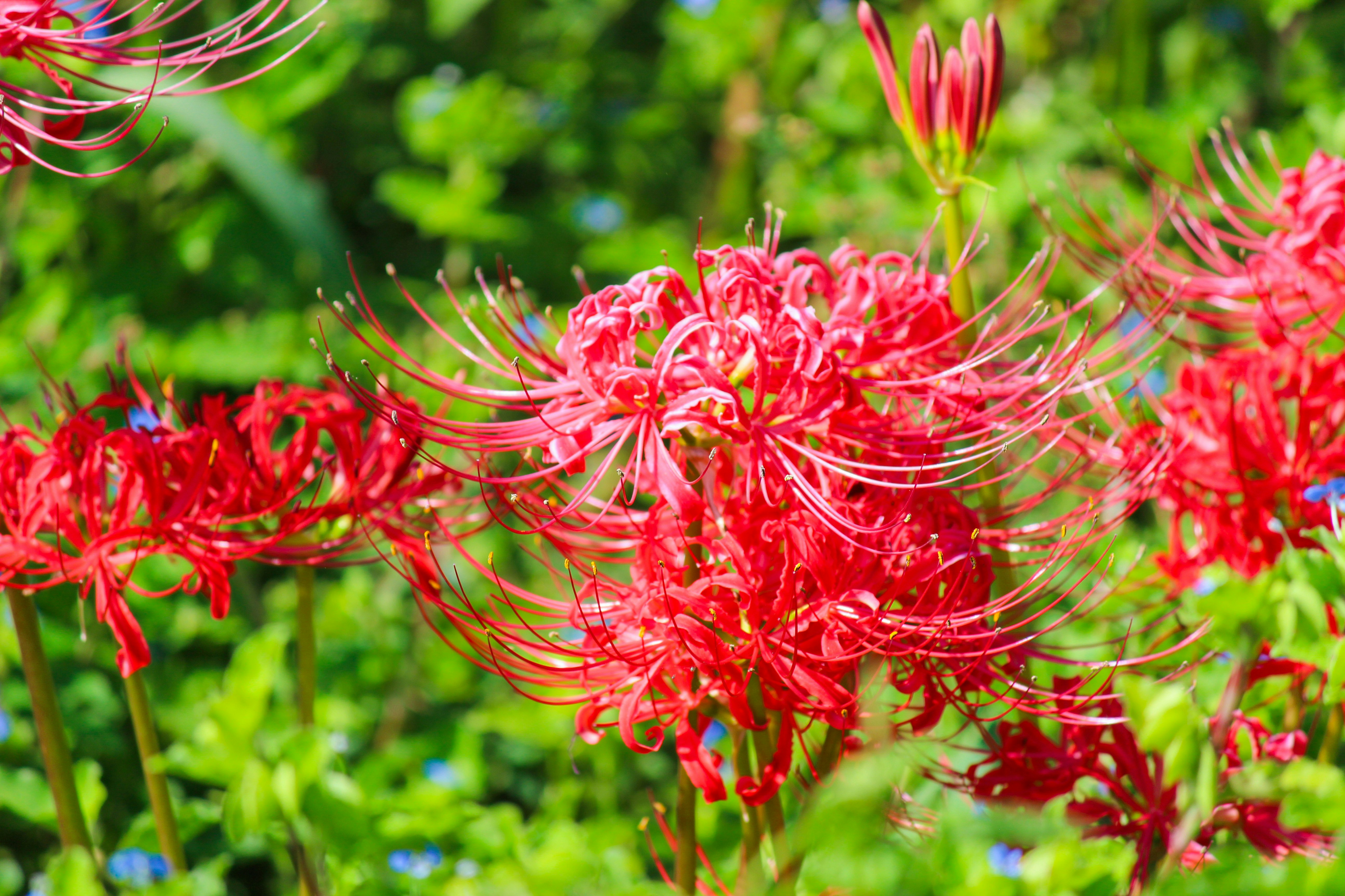 鮮やかな赤い彼岸花の花と細い花弁が緑の背景に映える