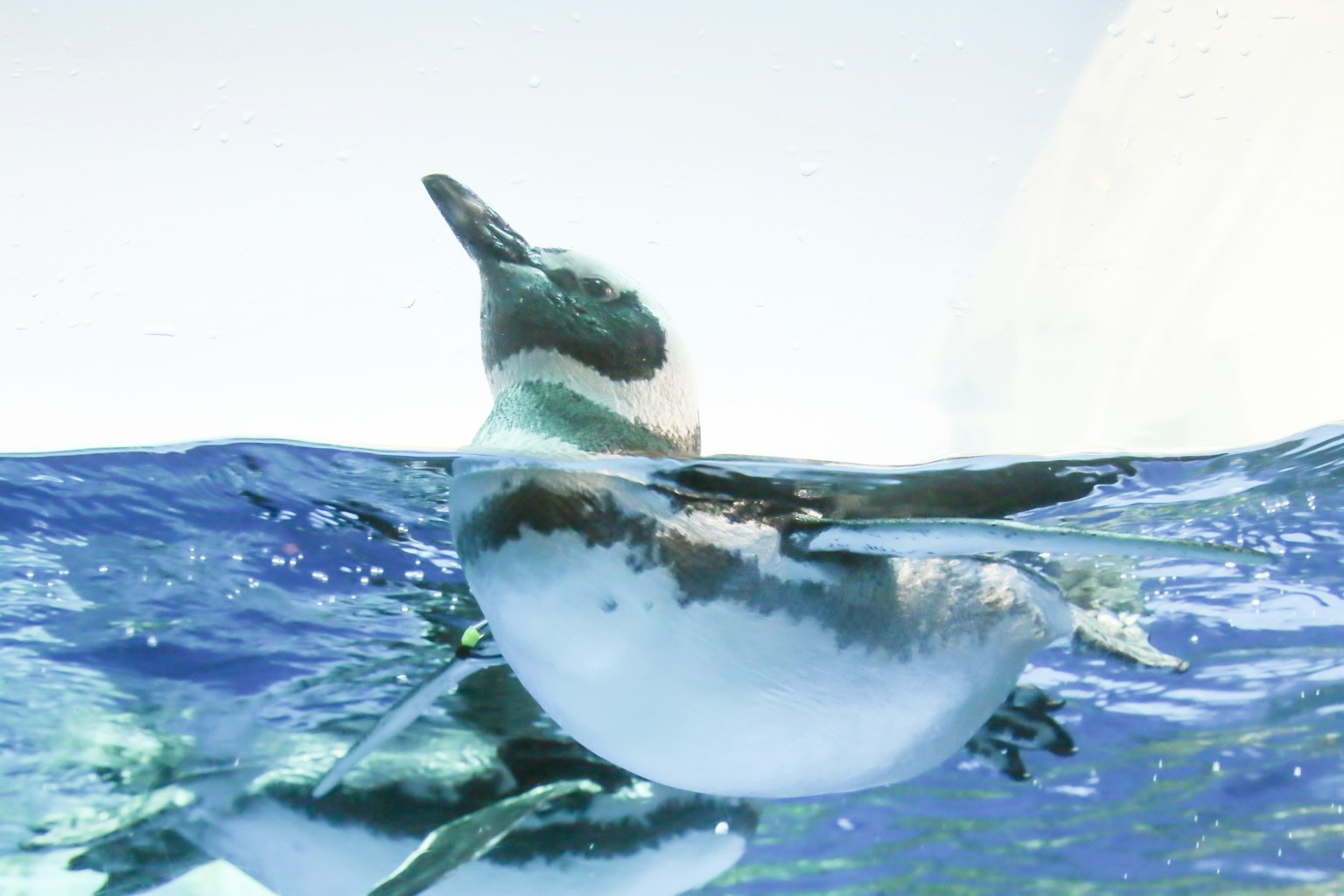 Un pingouin nageant dans une eau bleue claire