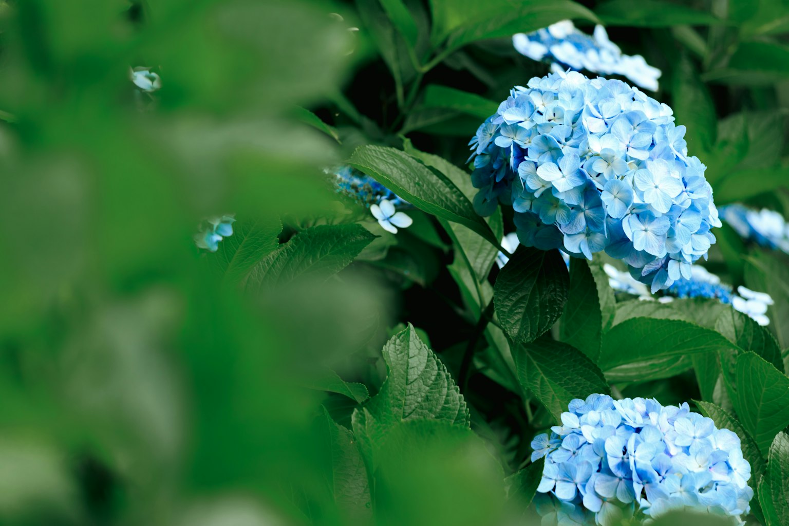 Fleurs d'hydrangea bleu entourées de feuilles vertes