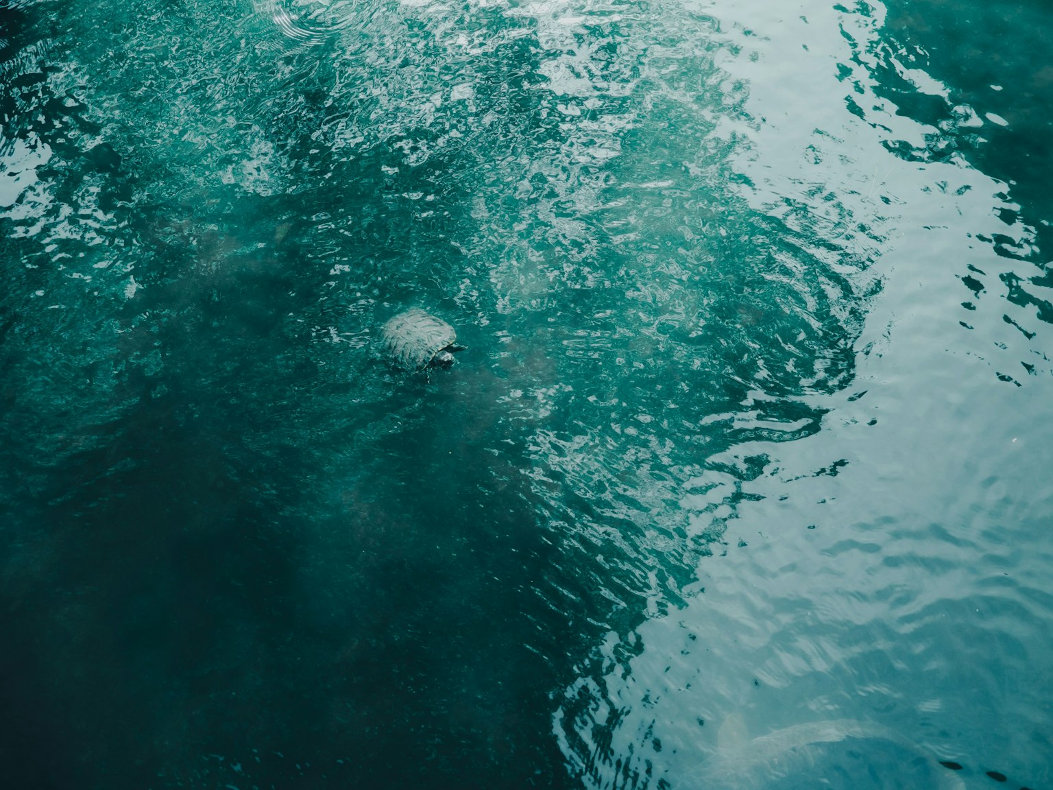 A small creature floating on the surface of turquoise water with ripples