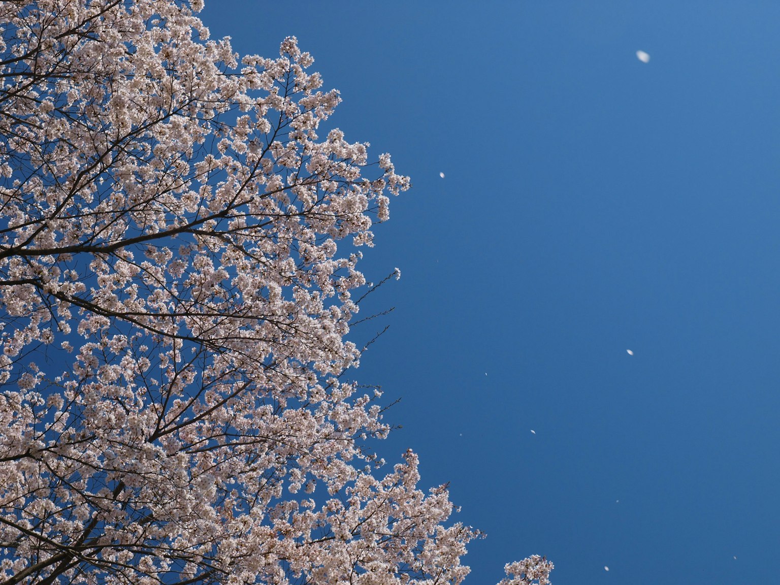Cherry blossom petals floating in a clear blue sky