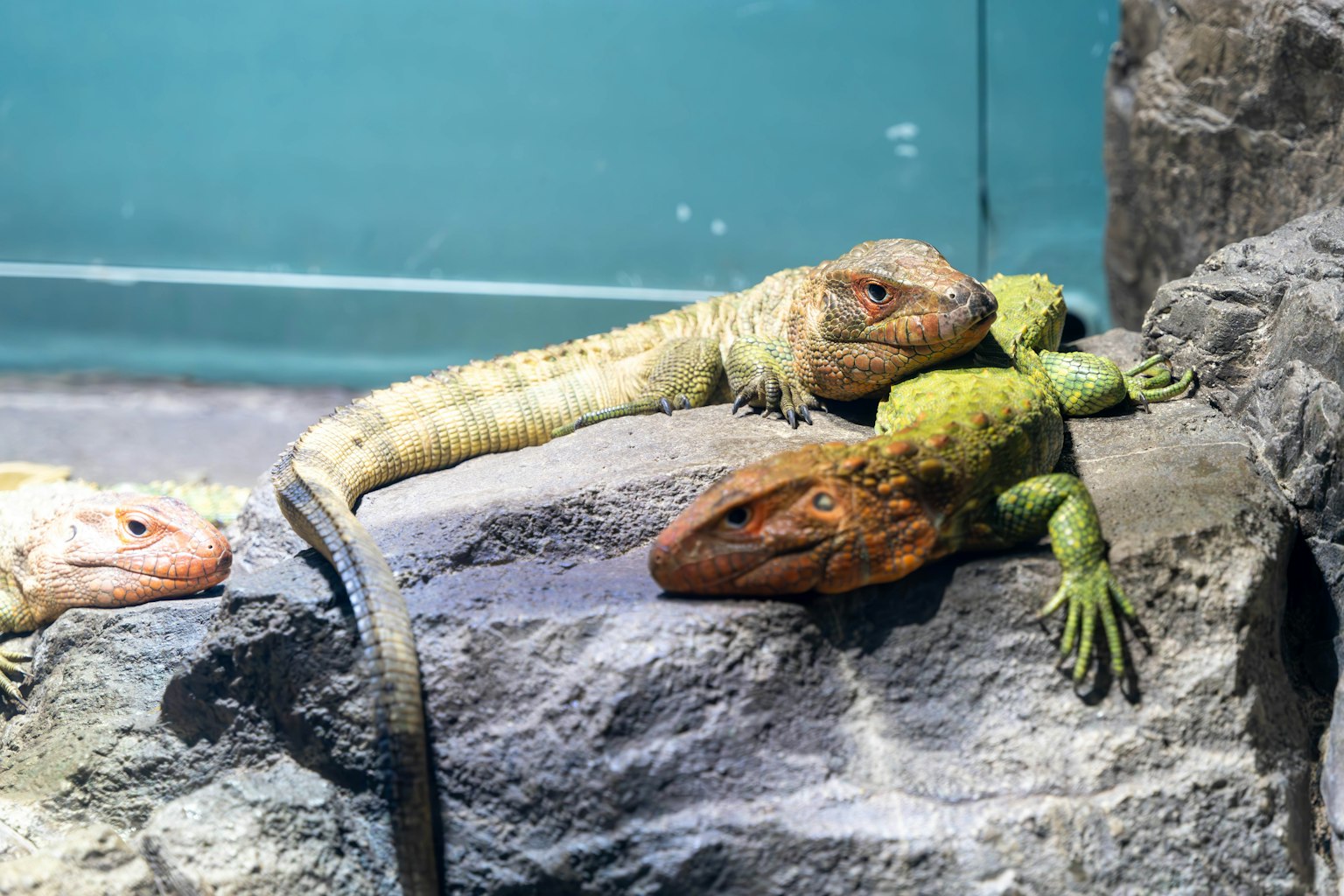 A group of three lizards lounging on a rock