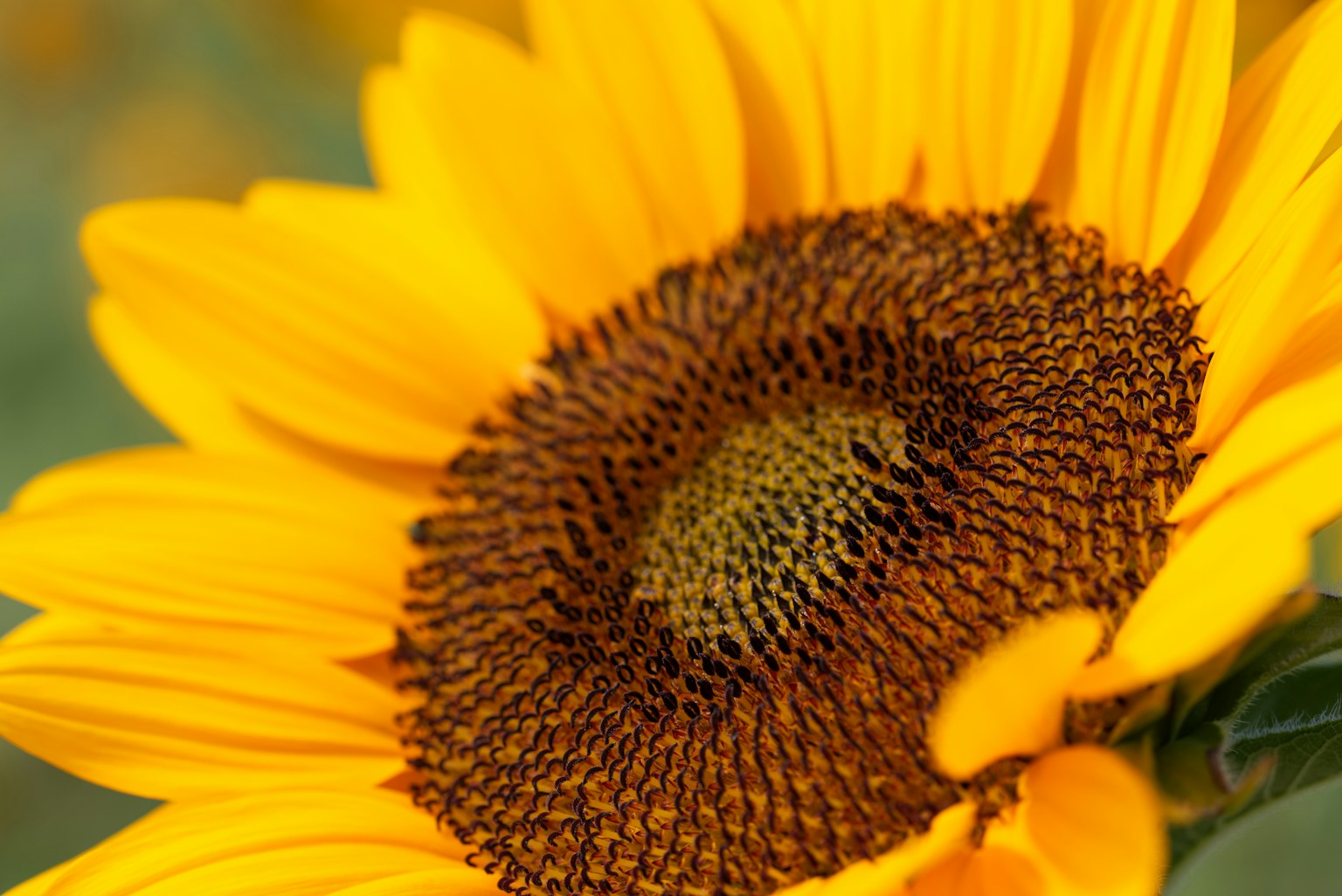 선명한 해바라기의 클로즈업 밝은 노란색 꽃잎과 갈색 씨앗 중심