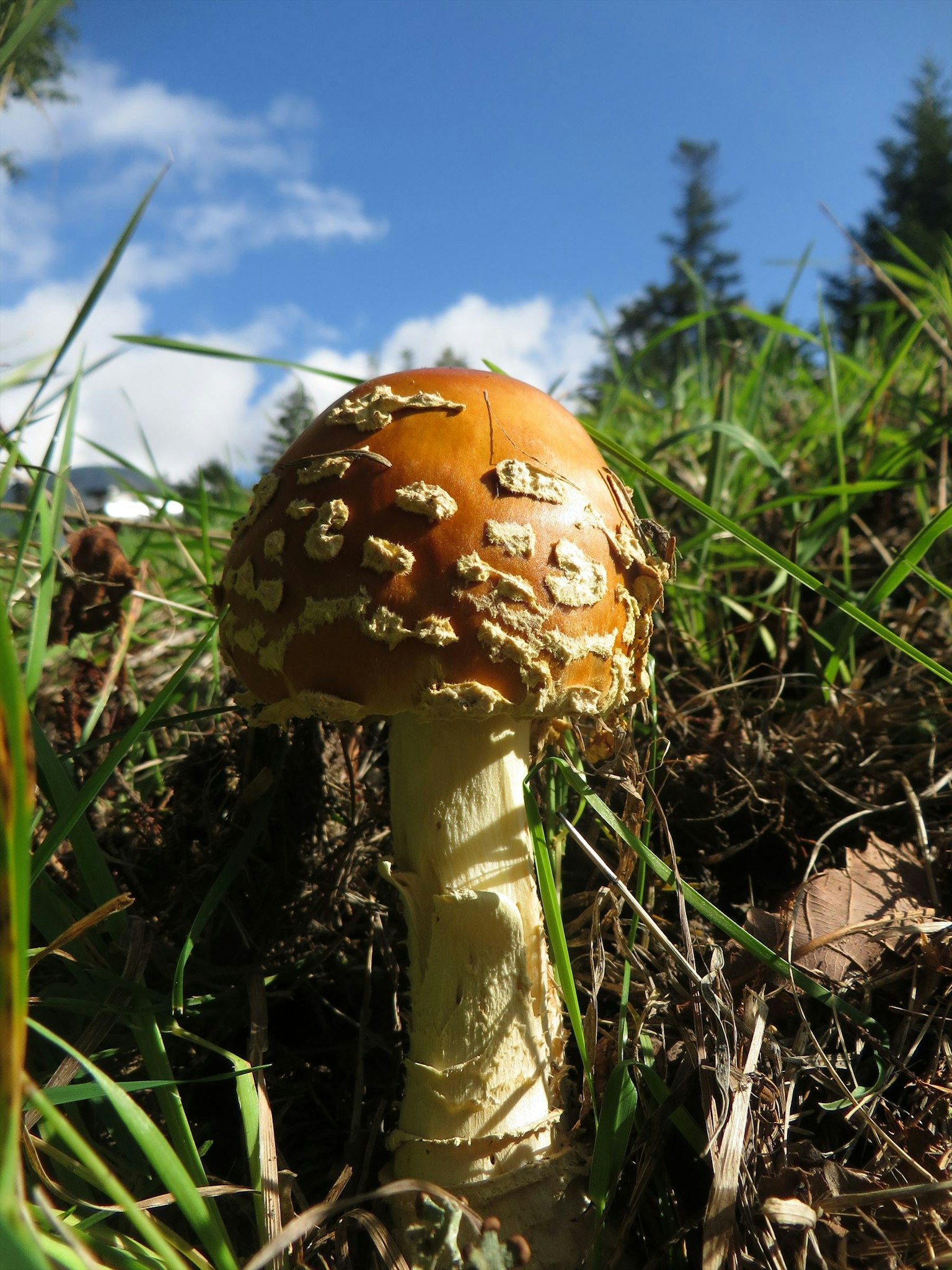 Oranger Pilz, der im Gras unter blauem Himmel wächst