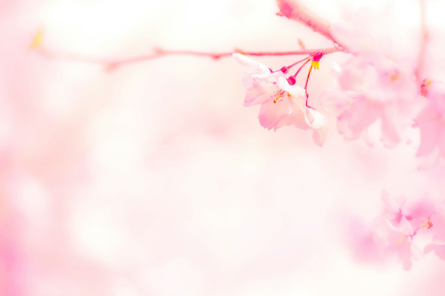 Gros plan sur une branche avec des fleurs de cerisier rose pâle