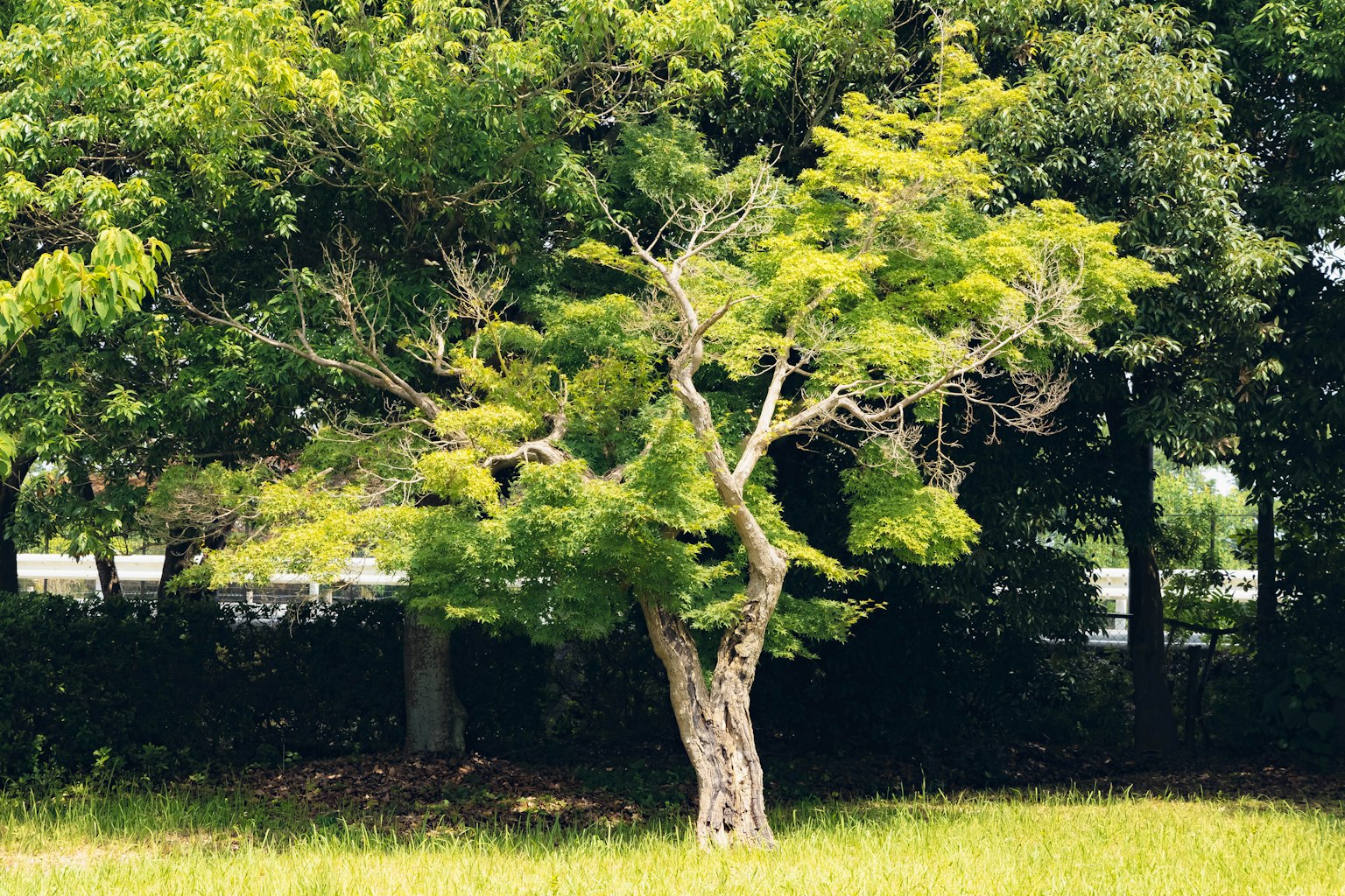 Un arbre de forme unique avec des feuilles vertes se tenant dans une zone herbeuse