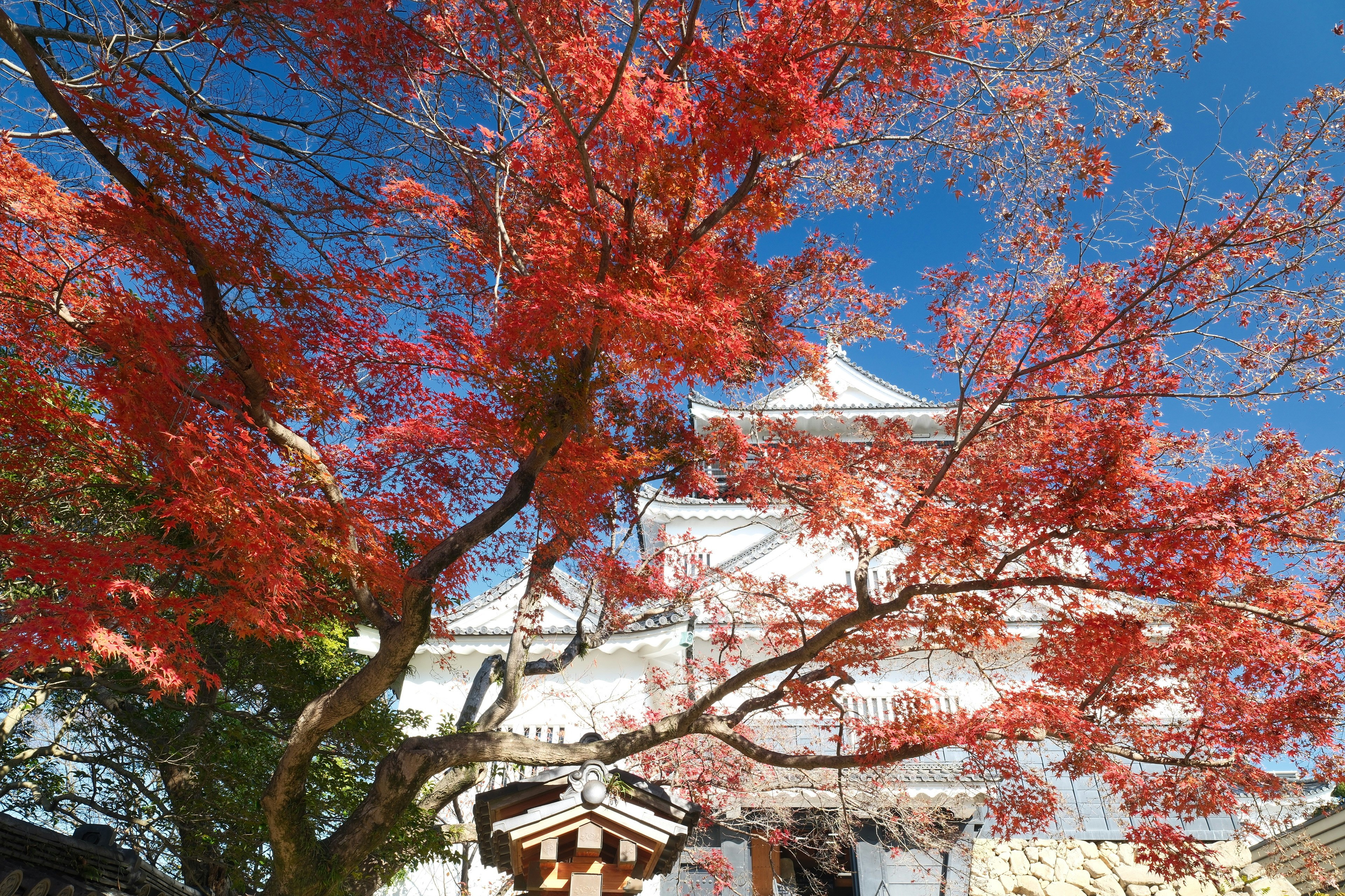 紅葉の木々と岡崎城公園の城郭建築