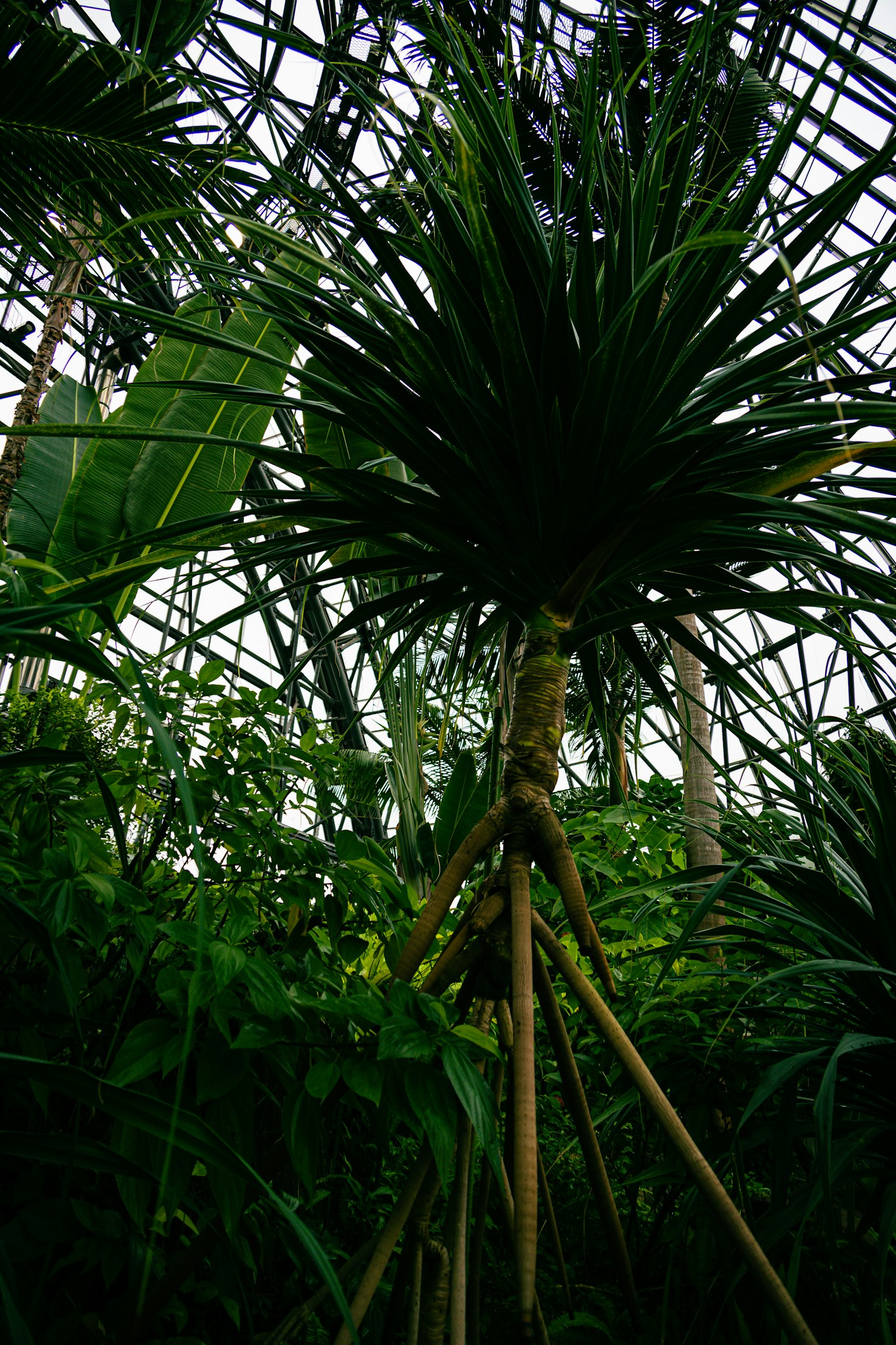 A unique tropical plant with a distinctive shape inside a lush greenhouse