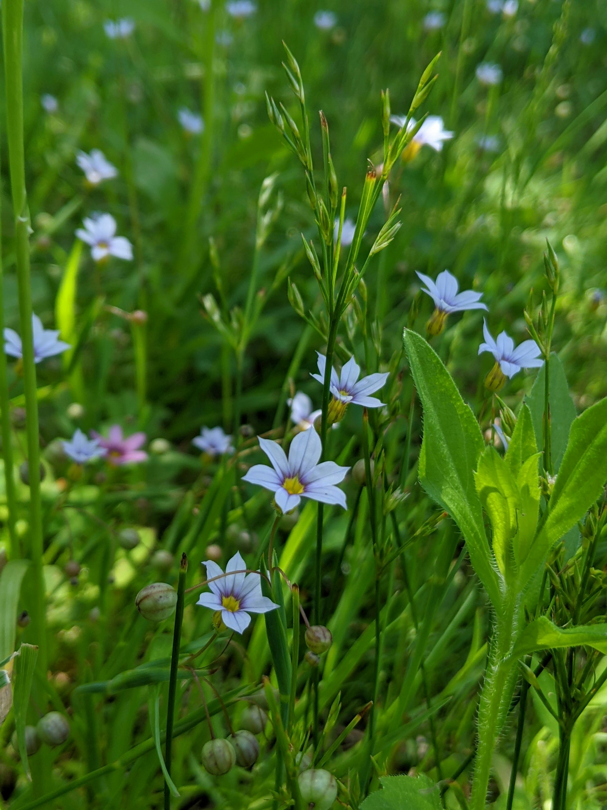 庭石菖（ニワゼキショウ）与菖蒲（アヤメ）花开在草地上
