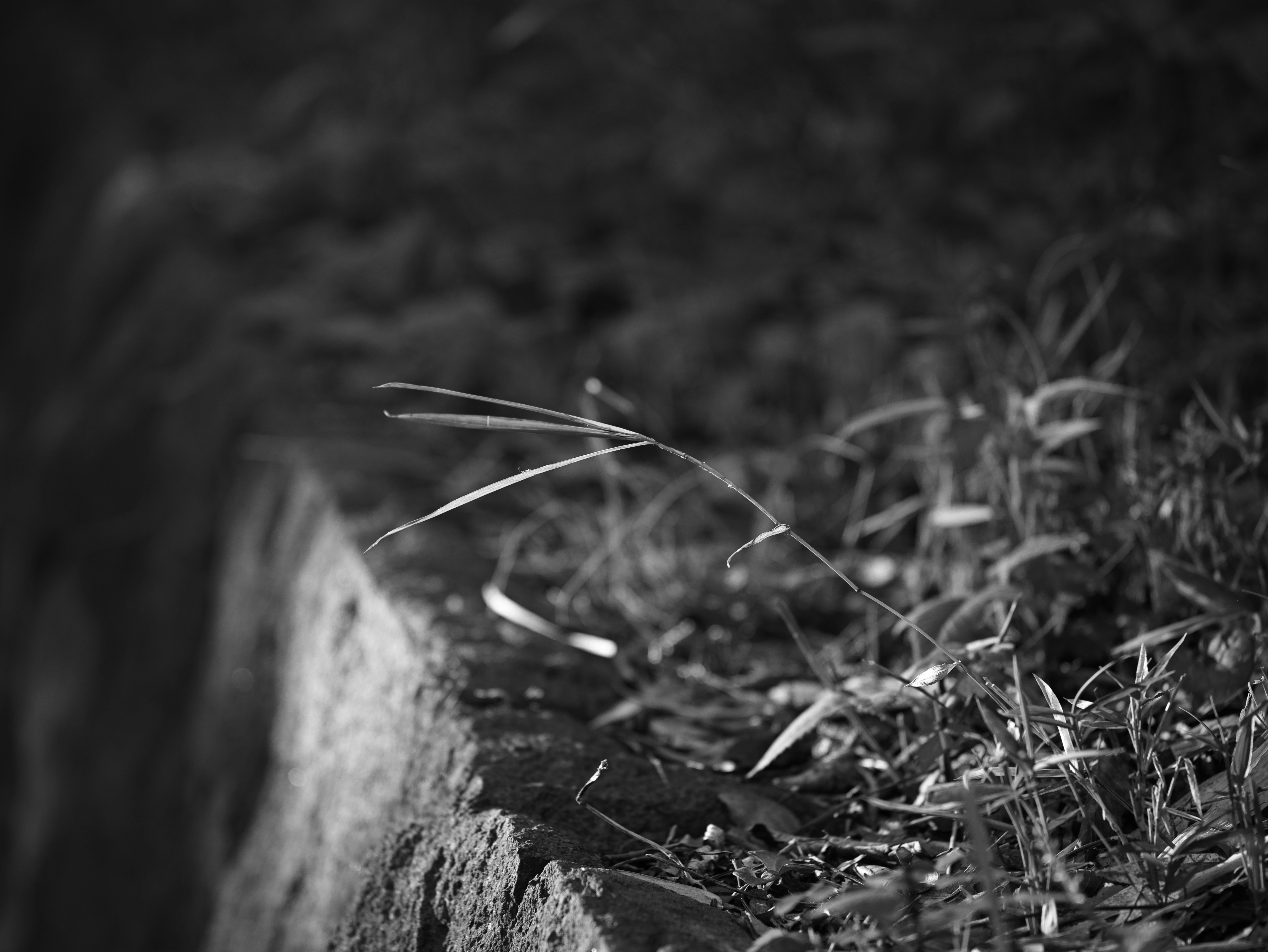 石の縁に生える草と土の質感