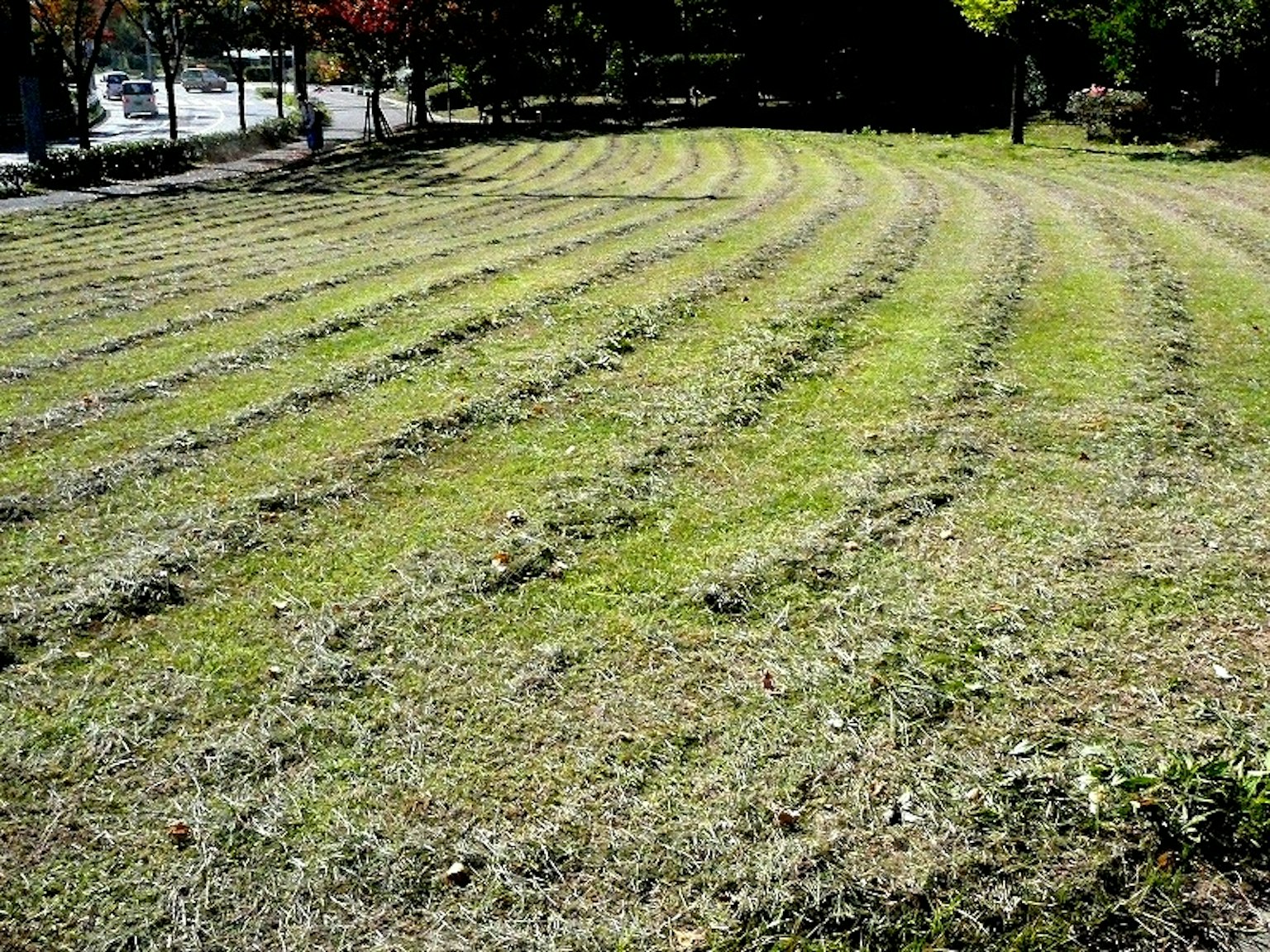 Eine Parkszene mit gestutztem Gras in Streifen, das lebendige Grüntöne zeigt
