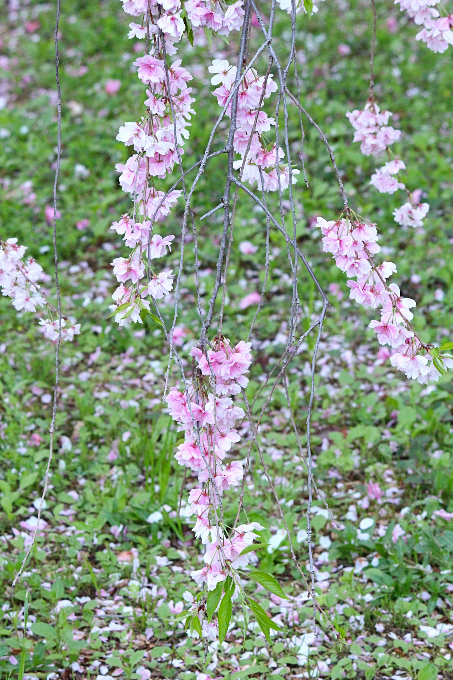 Bellissime rami di ciliegio con fiori rosa pendenti