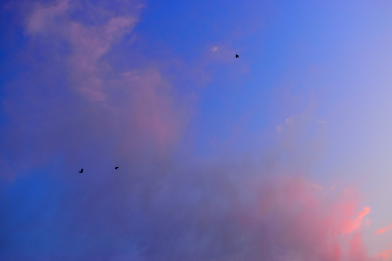 Silhouettes of birds against a blue sky with clouds
