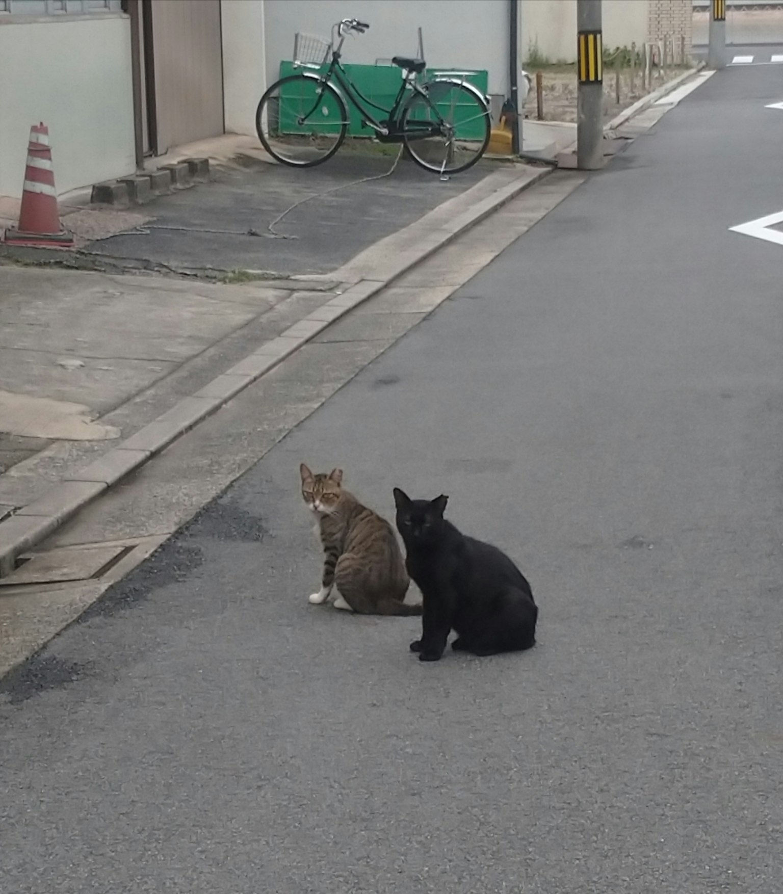 二匹の猫が道路に座っている背景に自転車がある