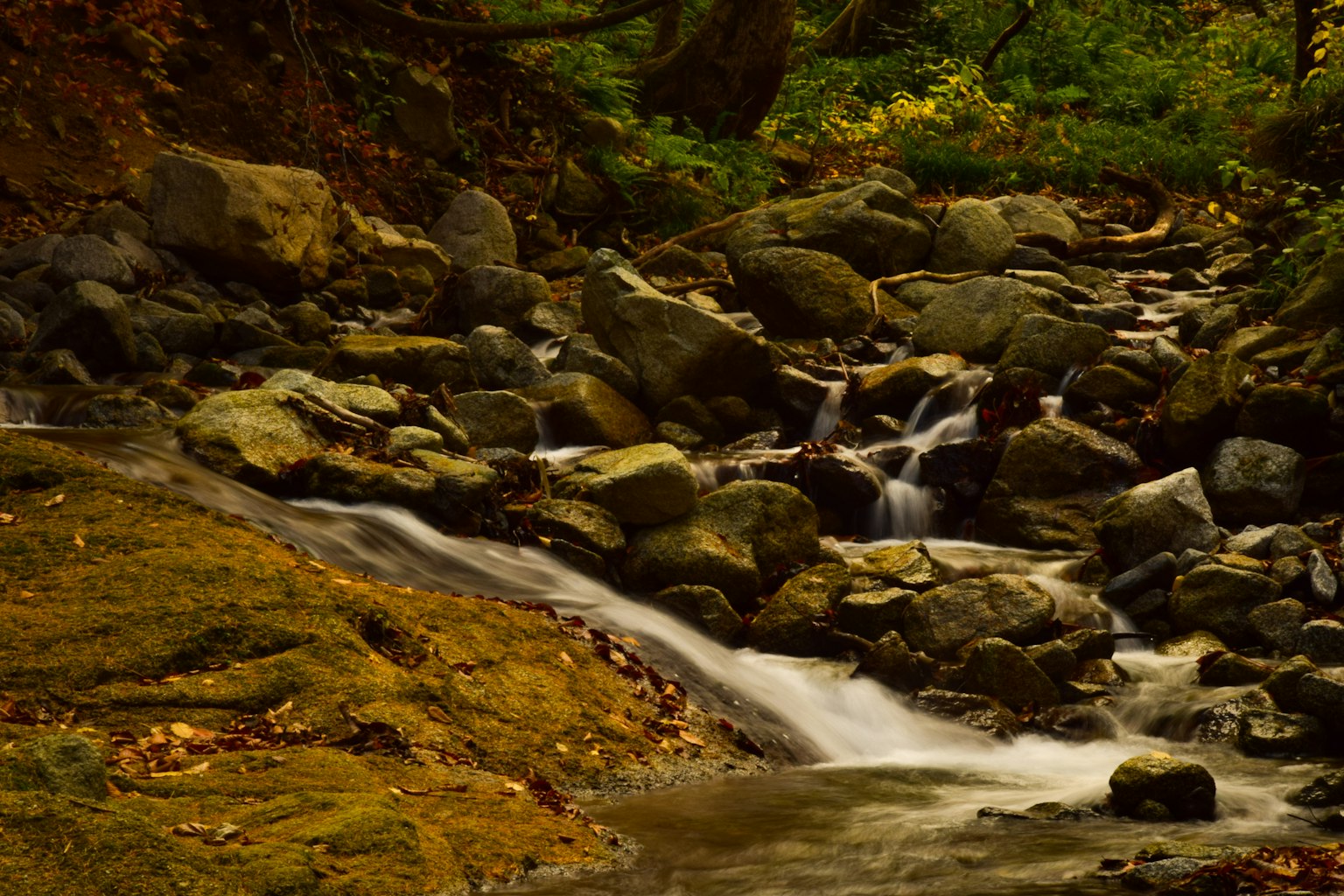 Un ruisseau paisible coulant sur des rochers dans une forêt luxuriante