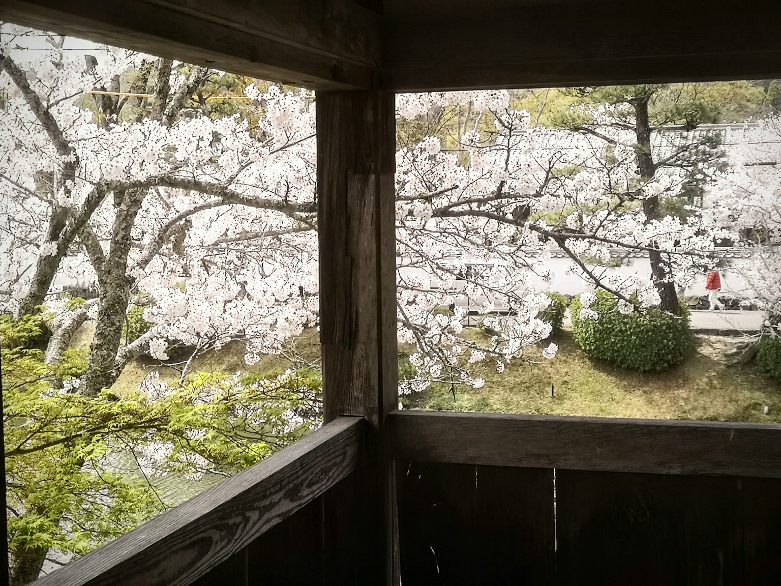 Pemandangan dari struktur kayu yang menunjukkan bunga sakura mekar