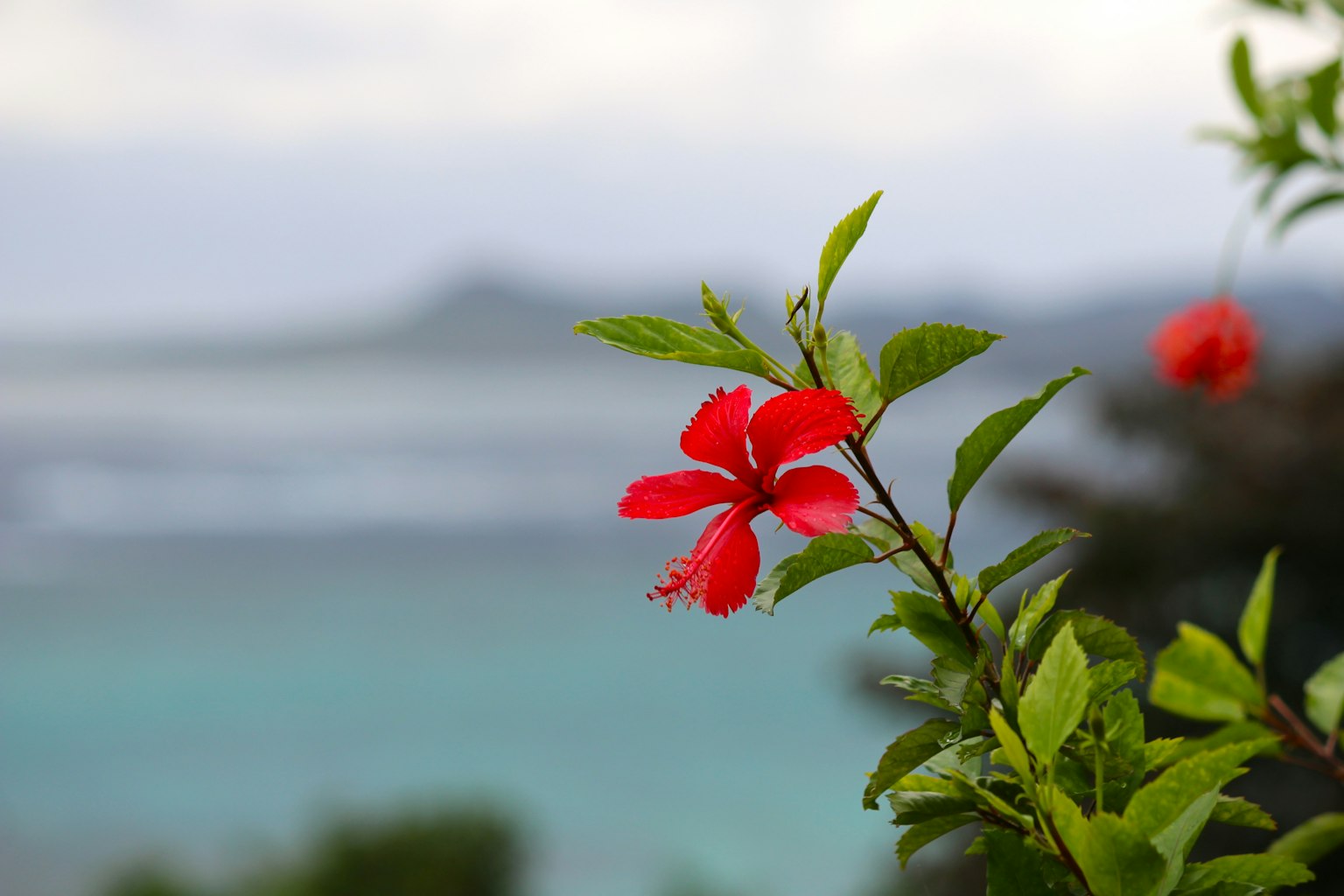 Un fiore rosso vibrante con foglie verdi su uno sfondo oceanico sfocato