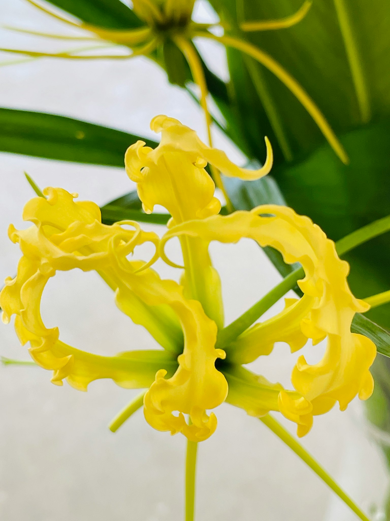 Fiore giallo unico con forme e dettagli intricati