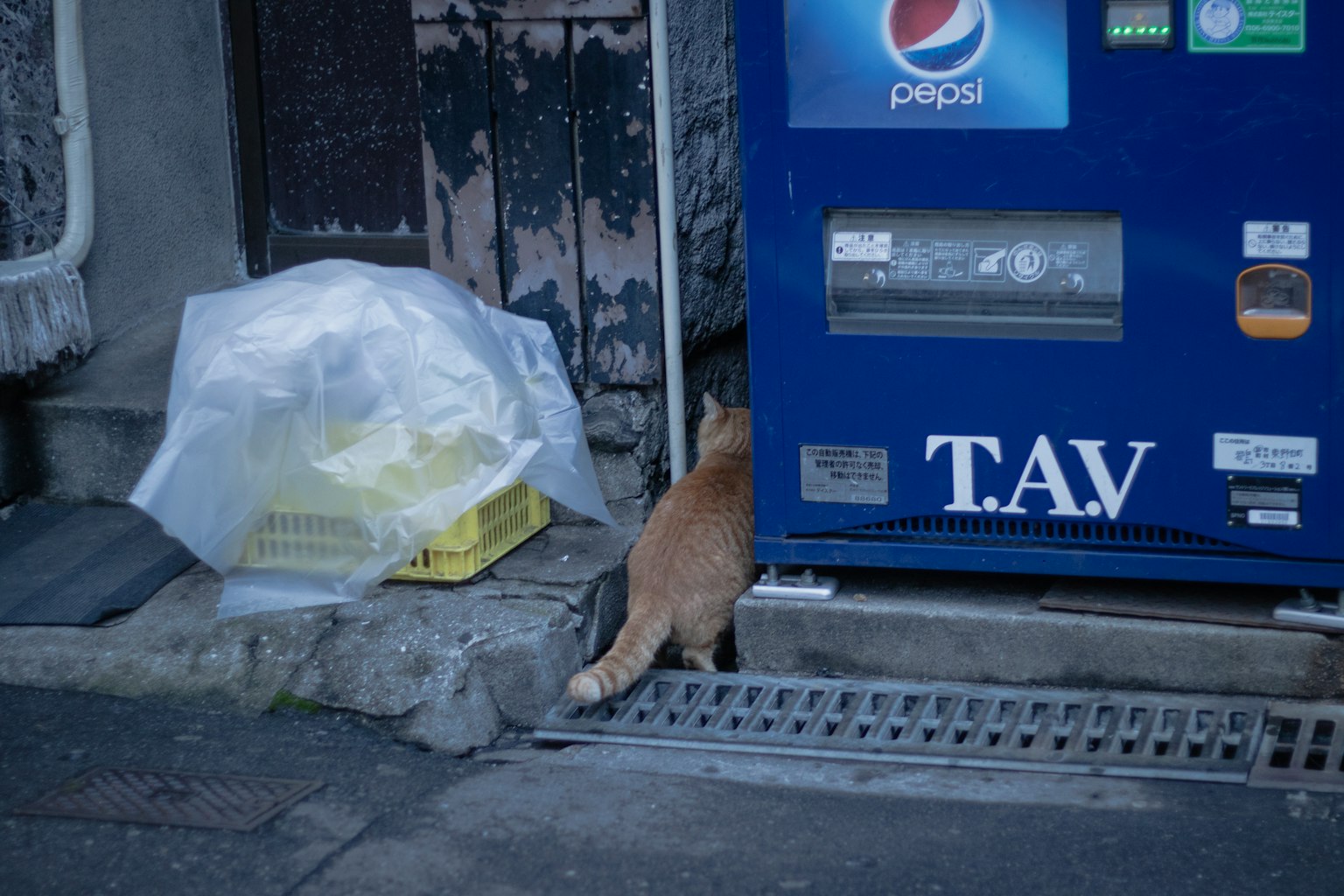 Kucing oranye di dekat mesin penjual otomatis di gang dengan kantong sampah