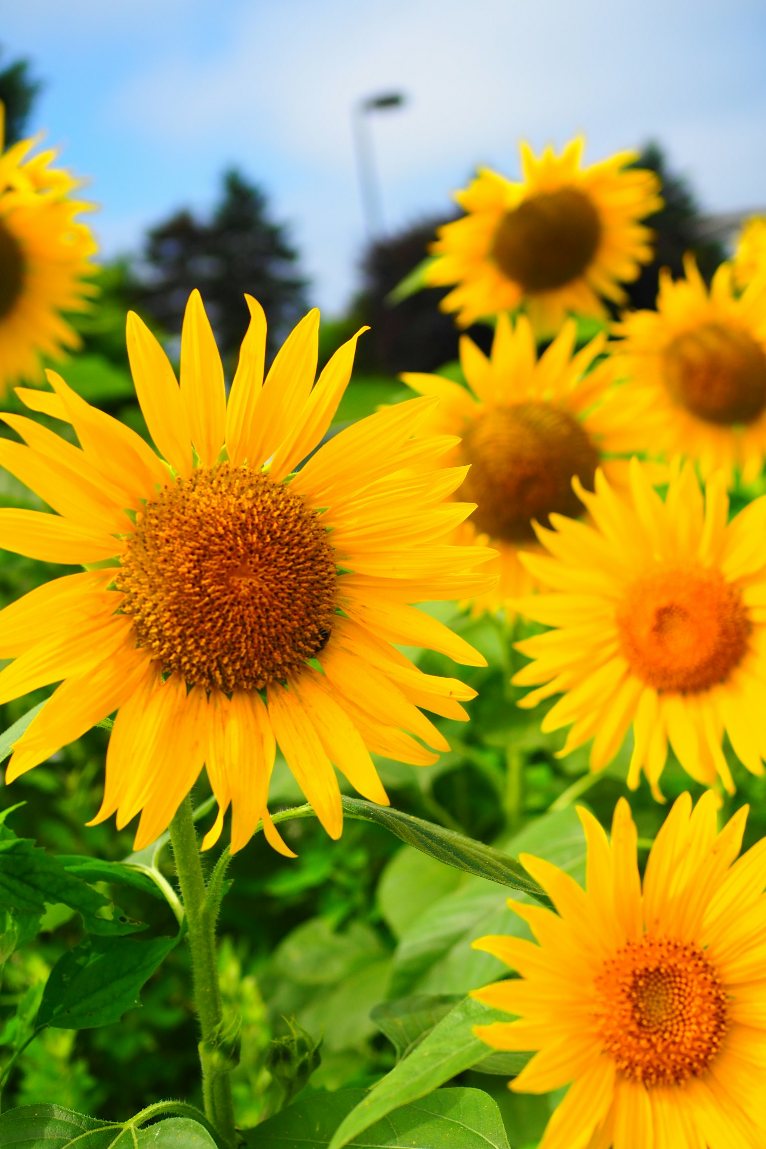 ๋ฐ์ ํด๋ฐ๋ผ๊ธฐ๊ฐ ํ๊ธฐ์ฐฌ ๋คํ์ ํผ์ด ์์ต๋๋ค